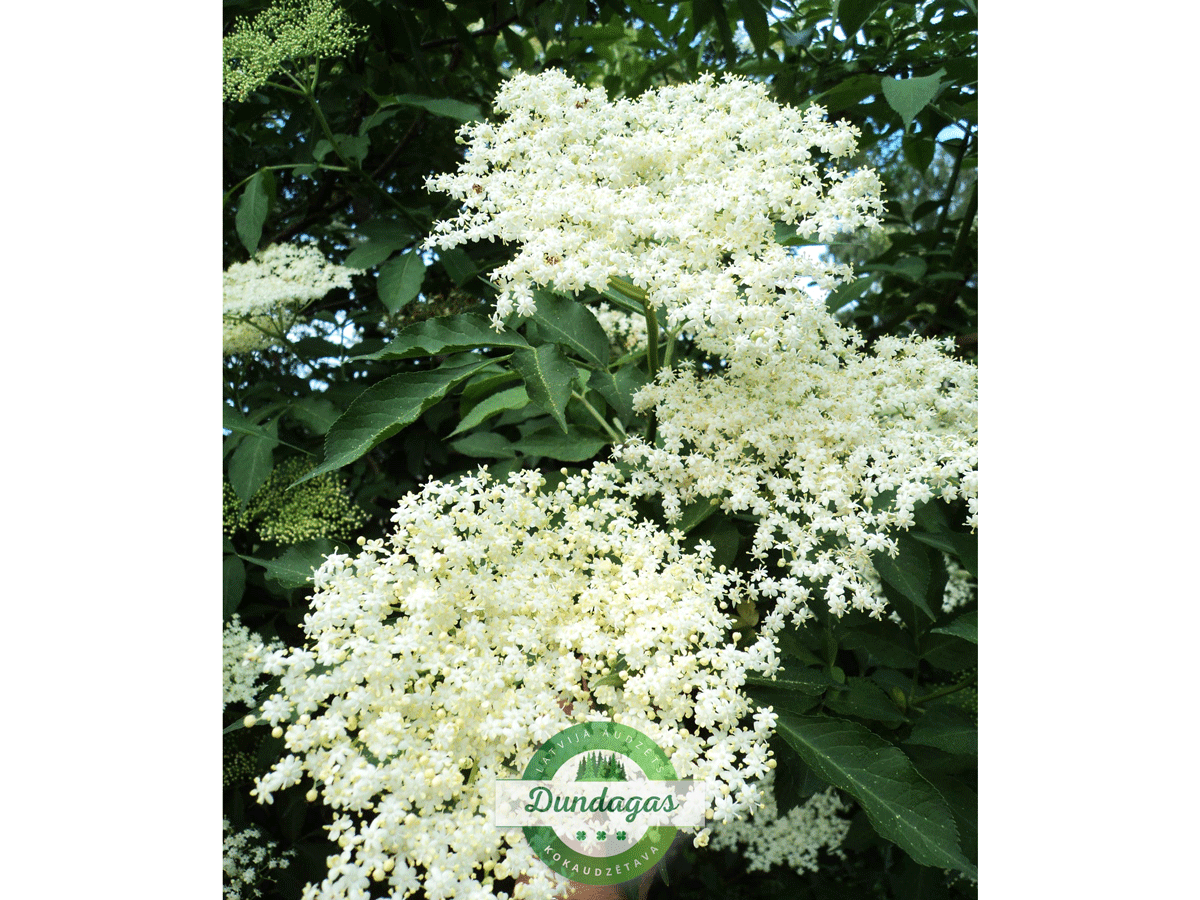 Sambucus_nigra_Aurea_3.png