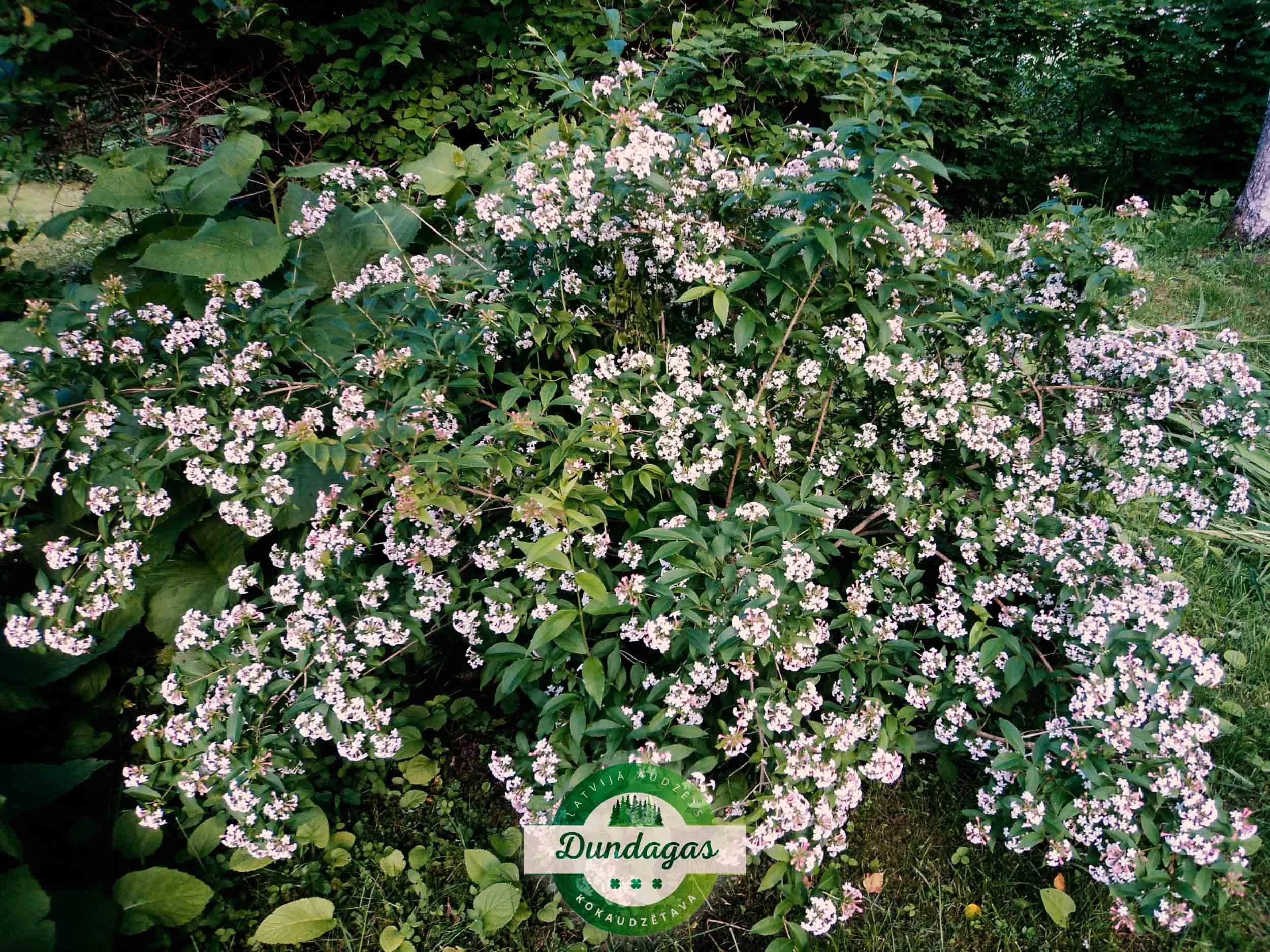 Abelia_mosanensis_1.JPG