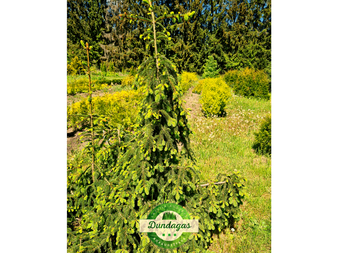 Picea_abies_Frohburg.png