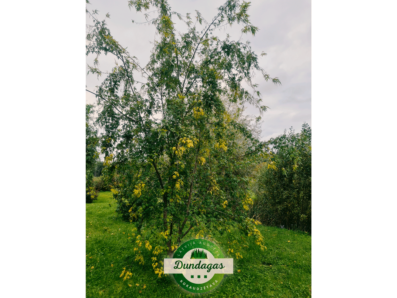 Acer_saccharinum_Wierii_1.png