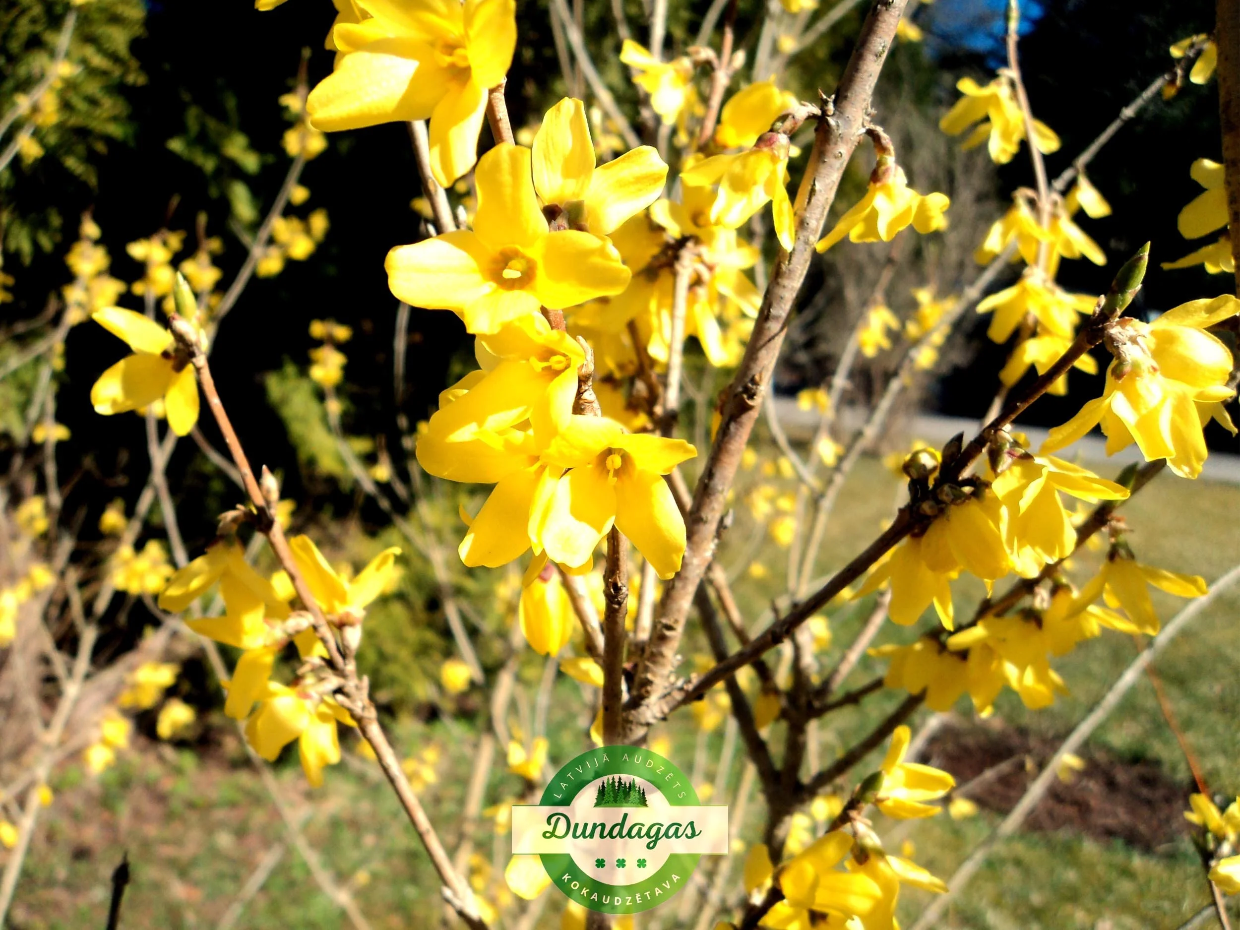 Forsythia_ovata_2.jpg