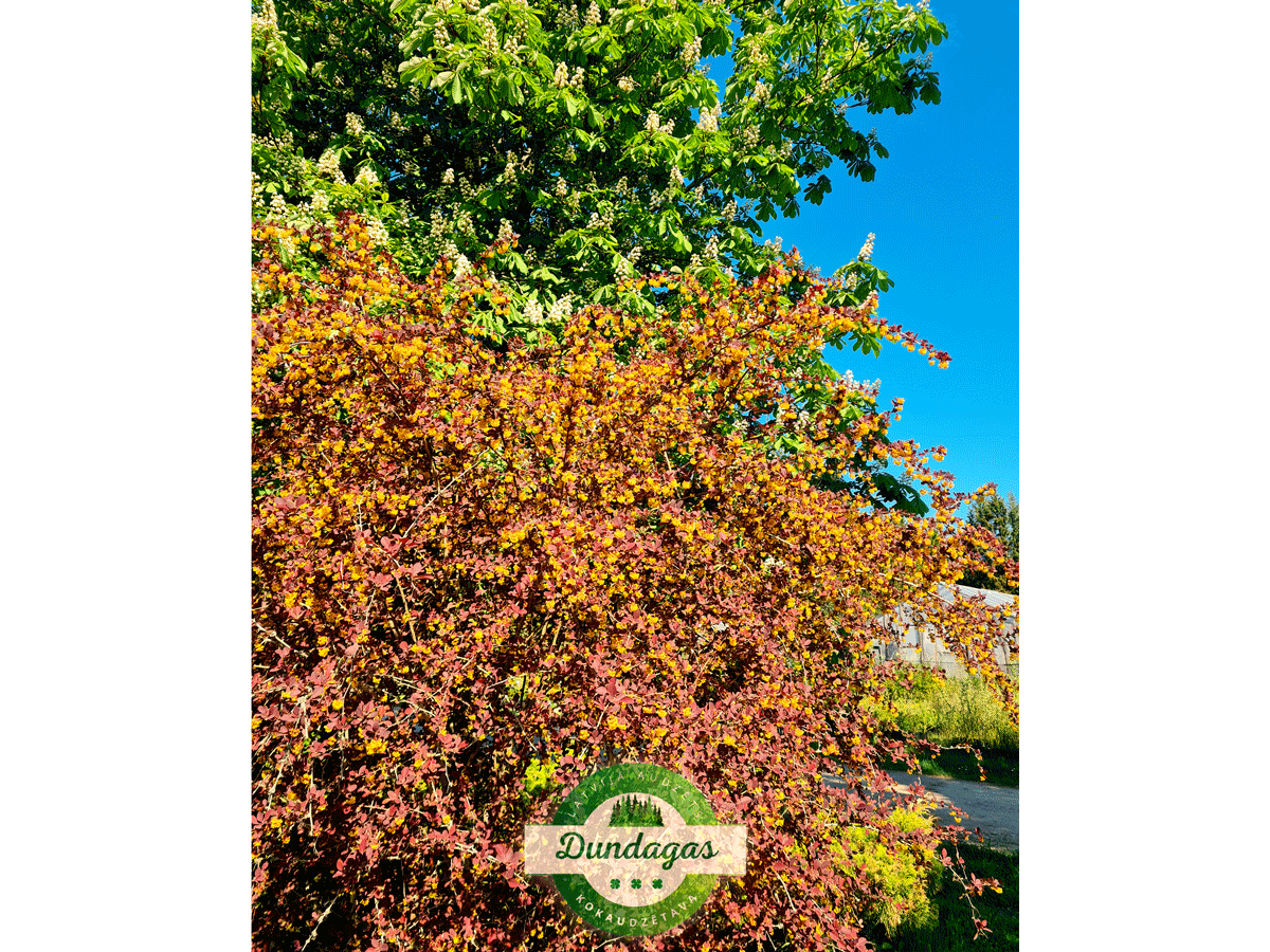 Berberis_ottawensis_Superba_1.png