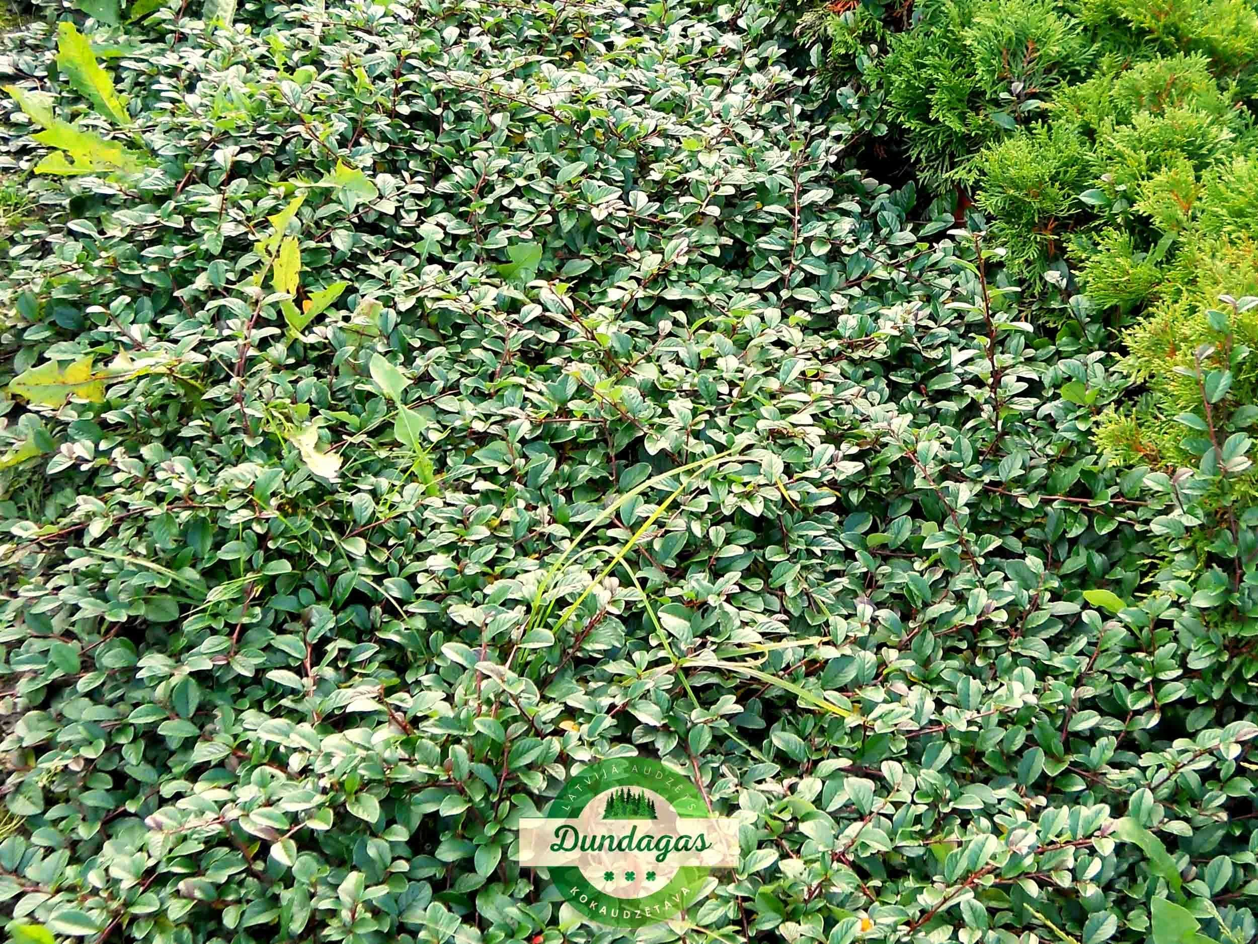 Cotoneaster_dammerii_2.jpg