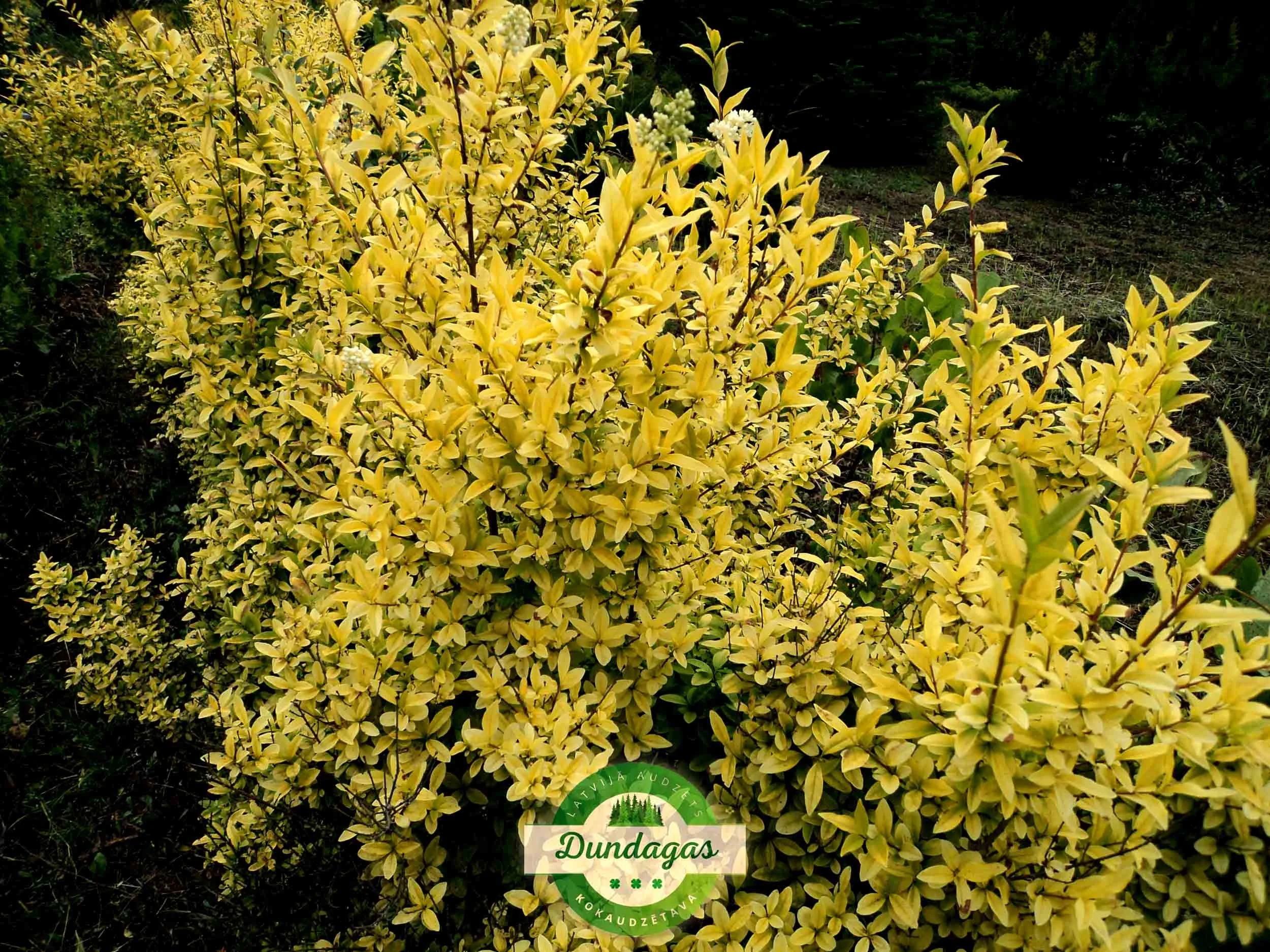 Ligustrum_vulgare_Aurea_2.jpg