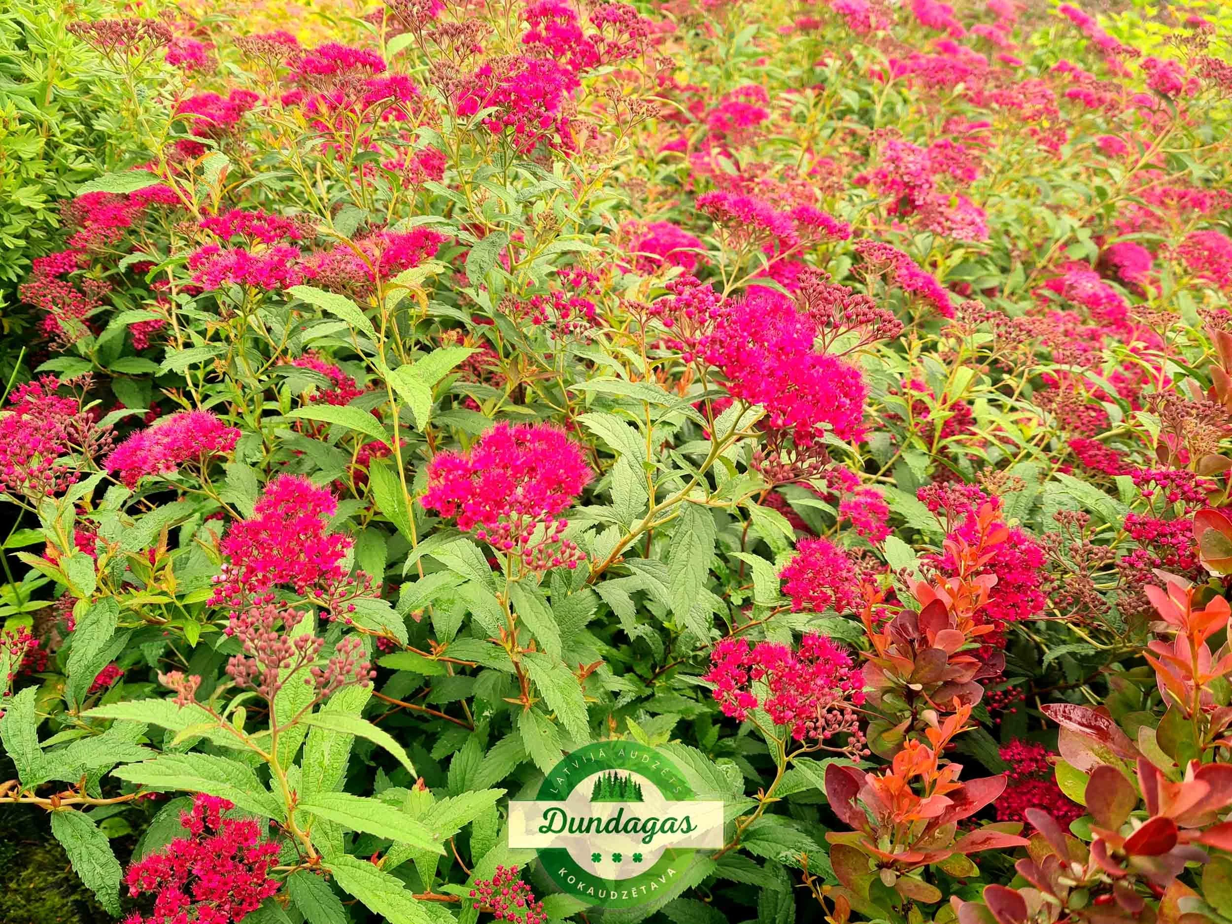 Spiraea_japonica_Darts_Red.jpg