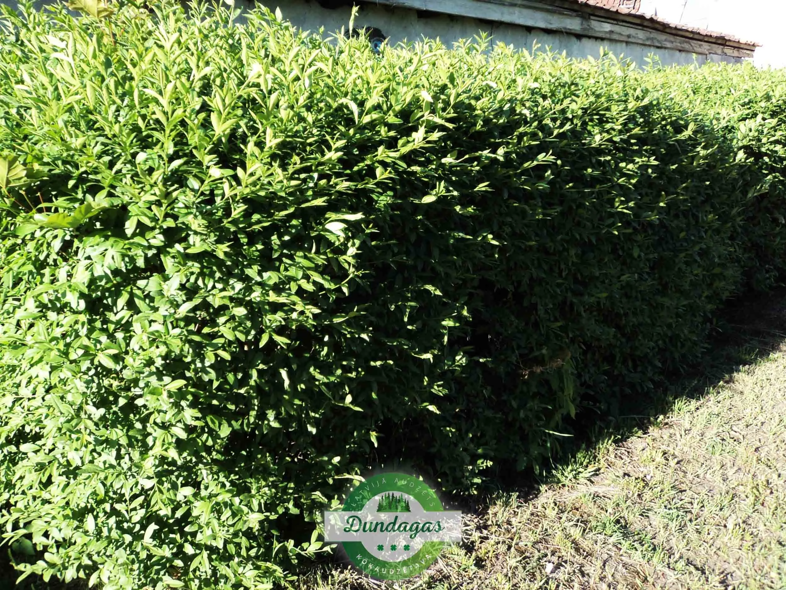Ligustrum_vulgare_2.jpg