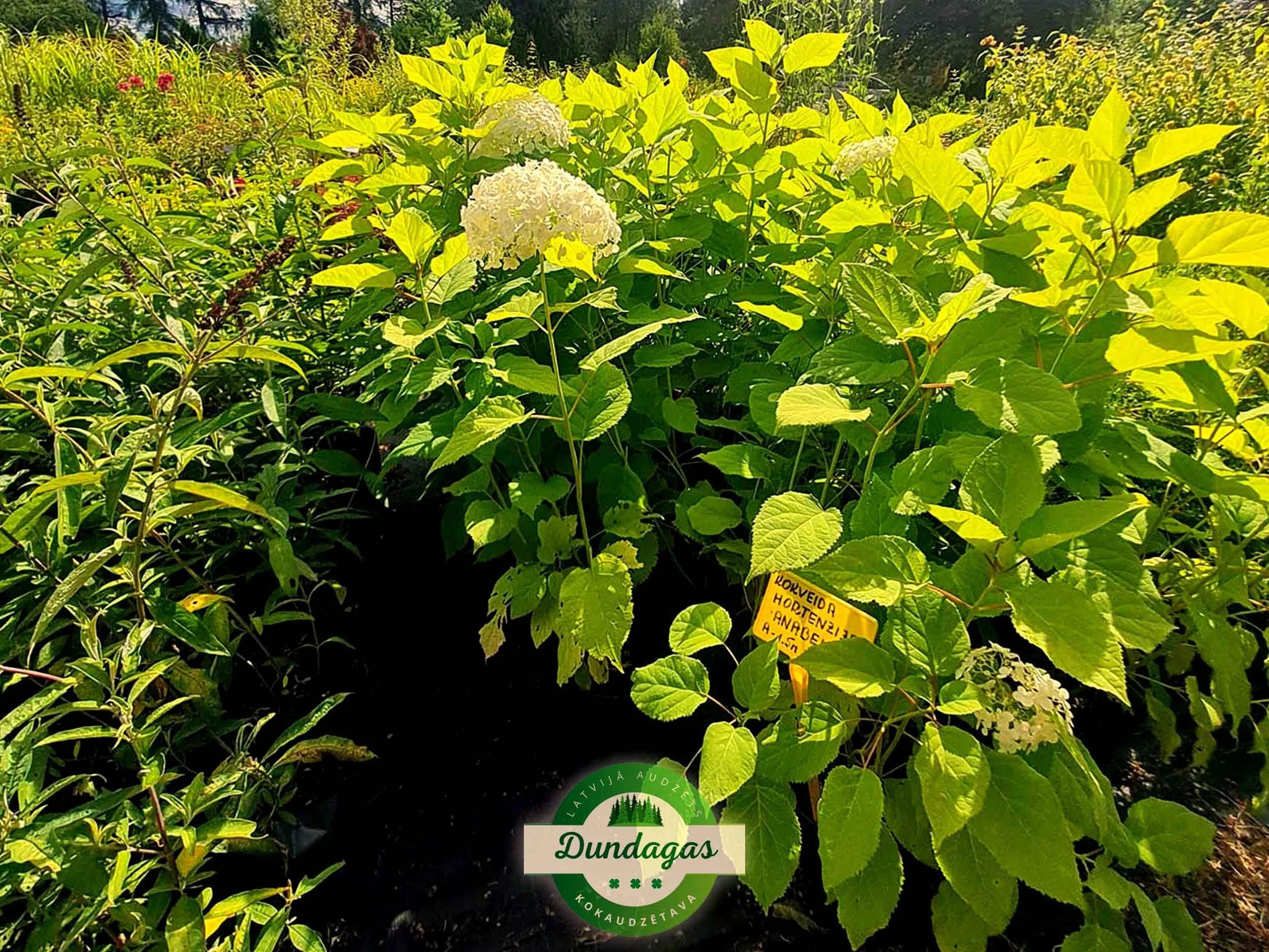 Hydrangea_arborescens_Anabella_2.jpg