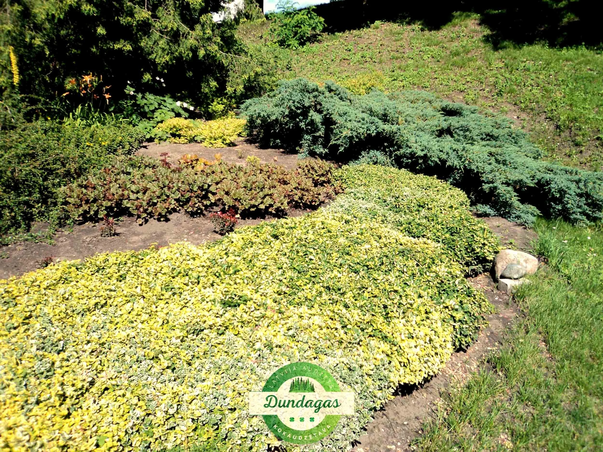 Euonymus_fortunei_Emerald_Gold_3.jpg