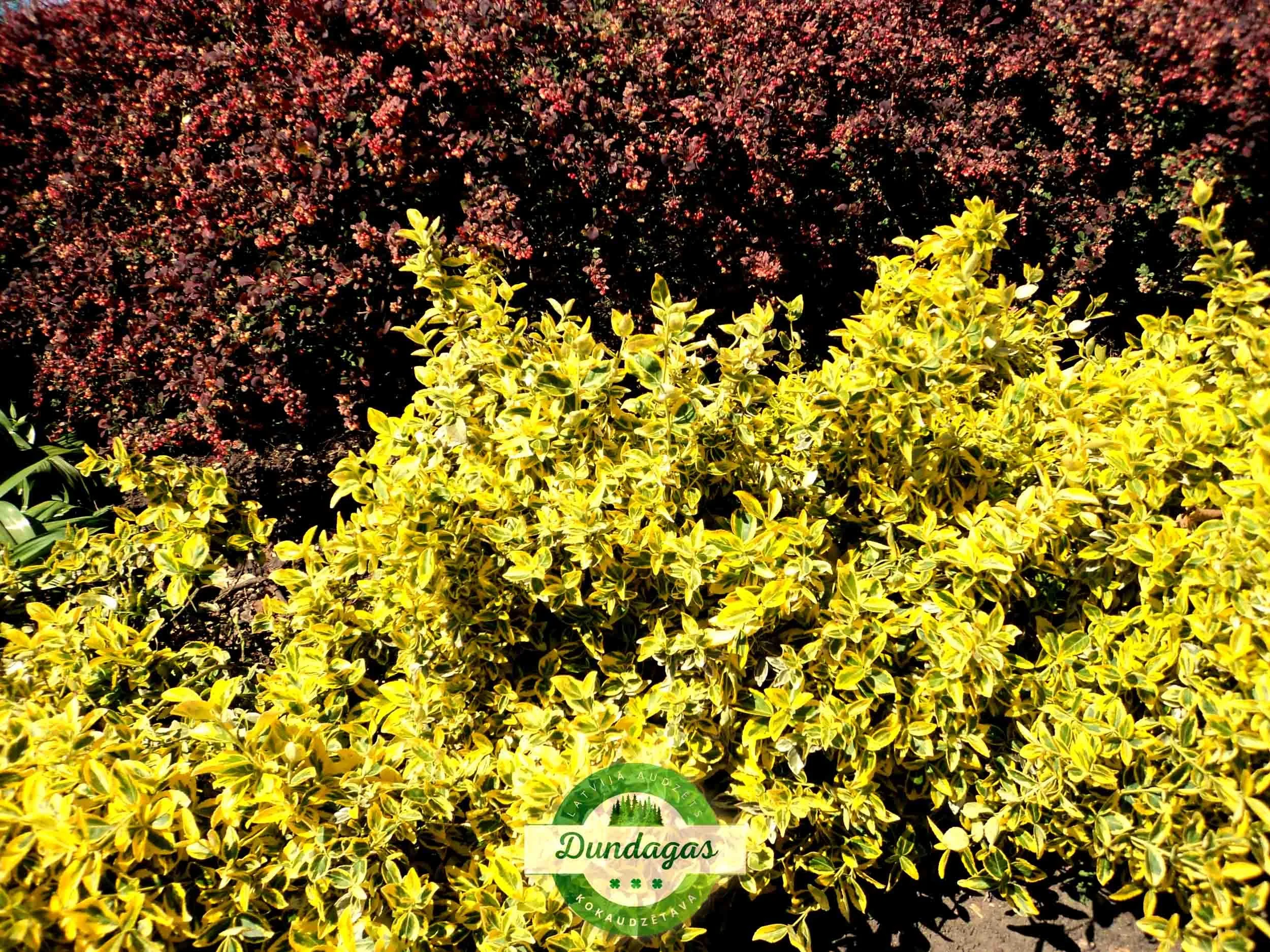 Euonymus_fortunei_Emerald_Gold_2.jpg