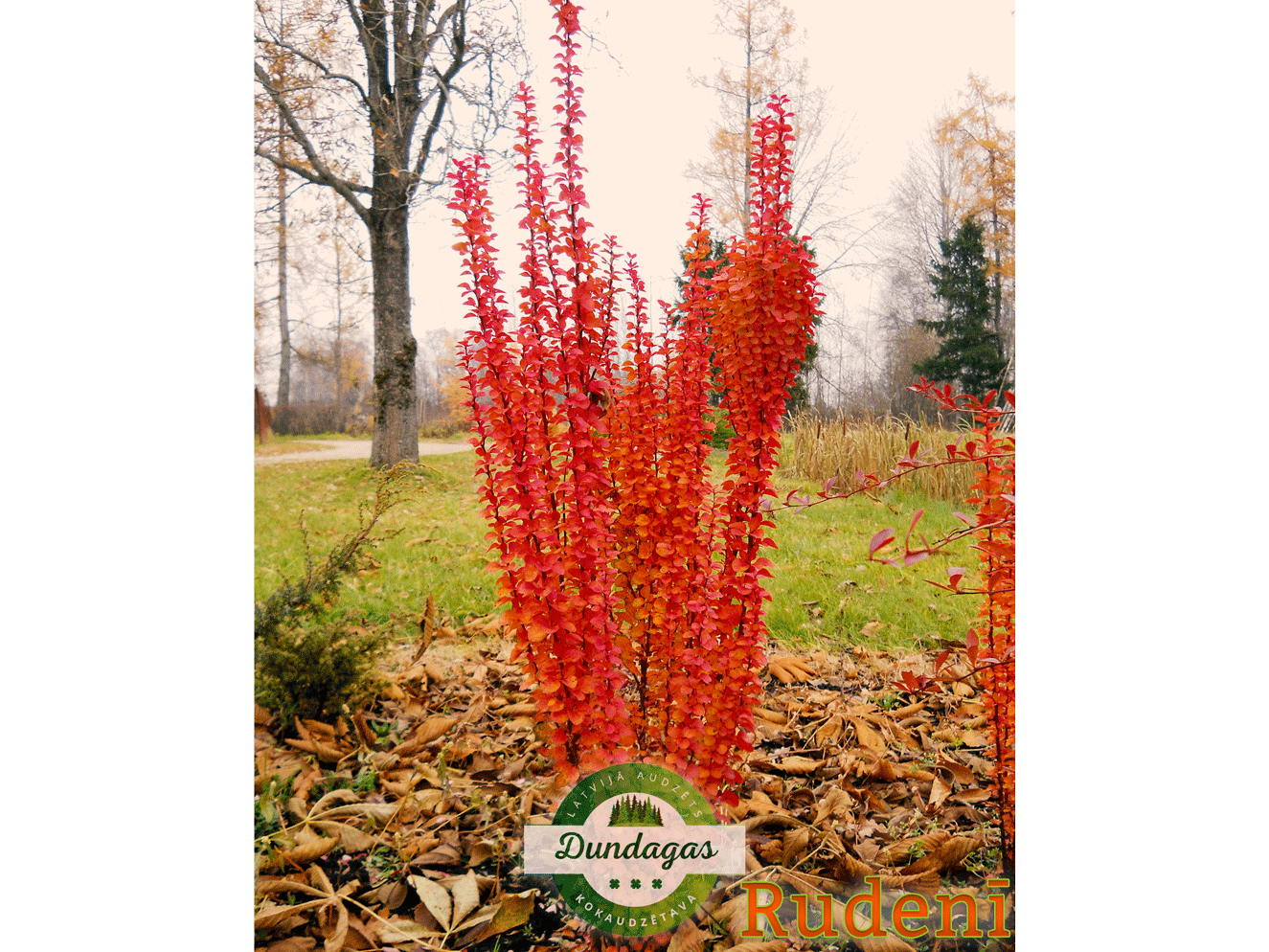 Berberis_thunbergii_Erecta_rudeni.png
