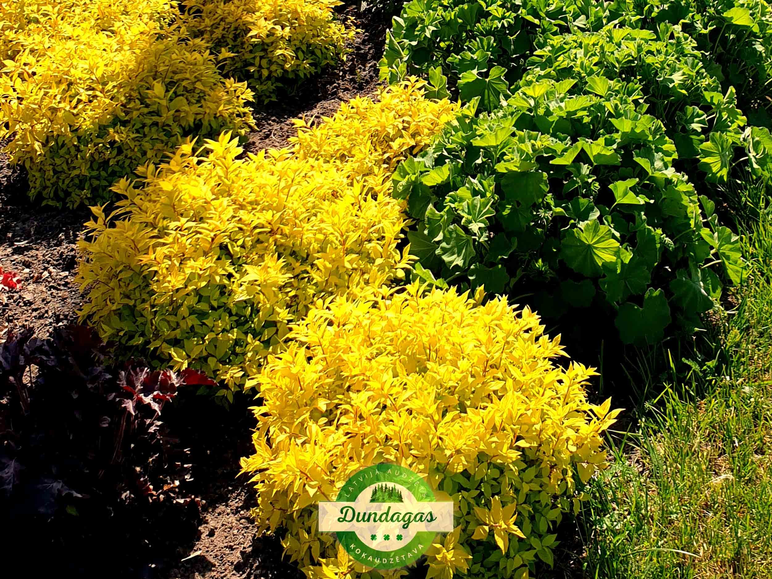 Spiraea_japonica_Golden_Princess.jpg