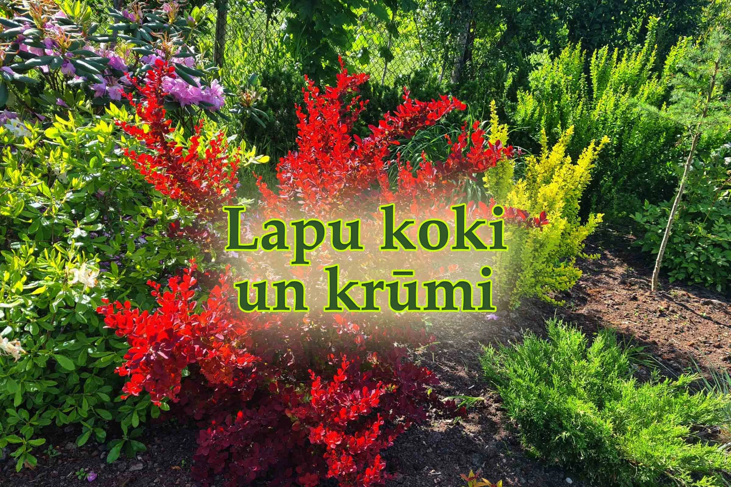 Lapu koki un krūmi