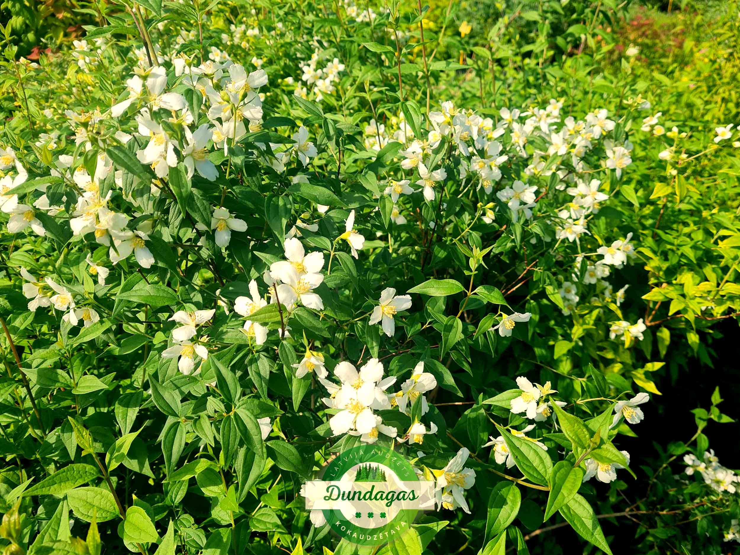 Philadelphus_lemoinei_Erectus_1.jpg