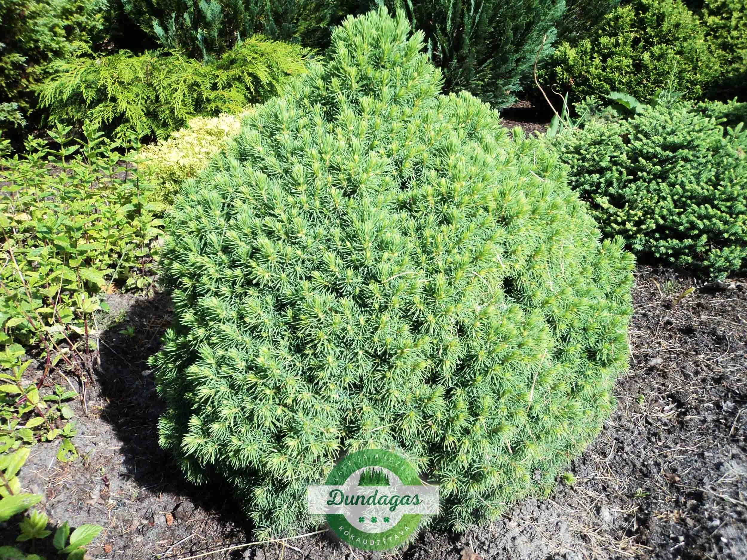 Picea_glauca_Alberta_Globe_2.jpg