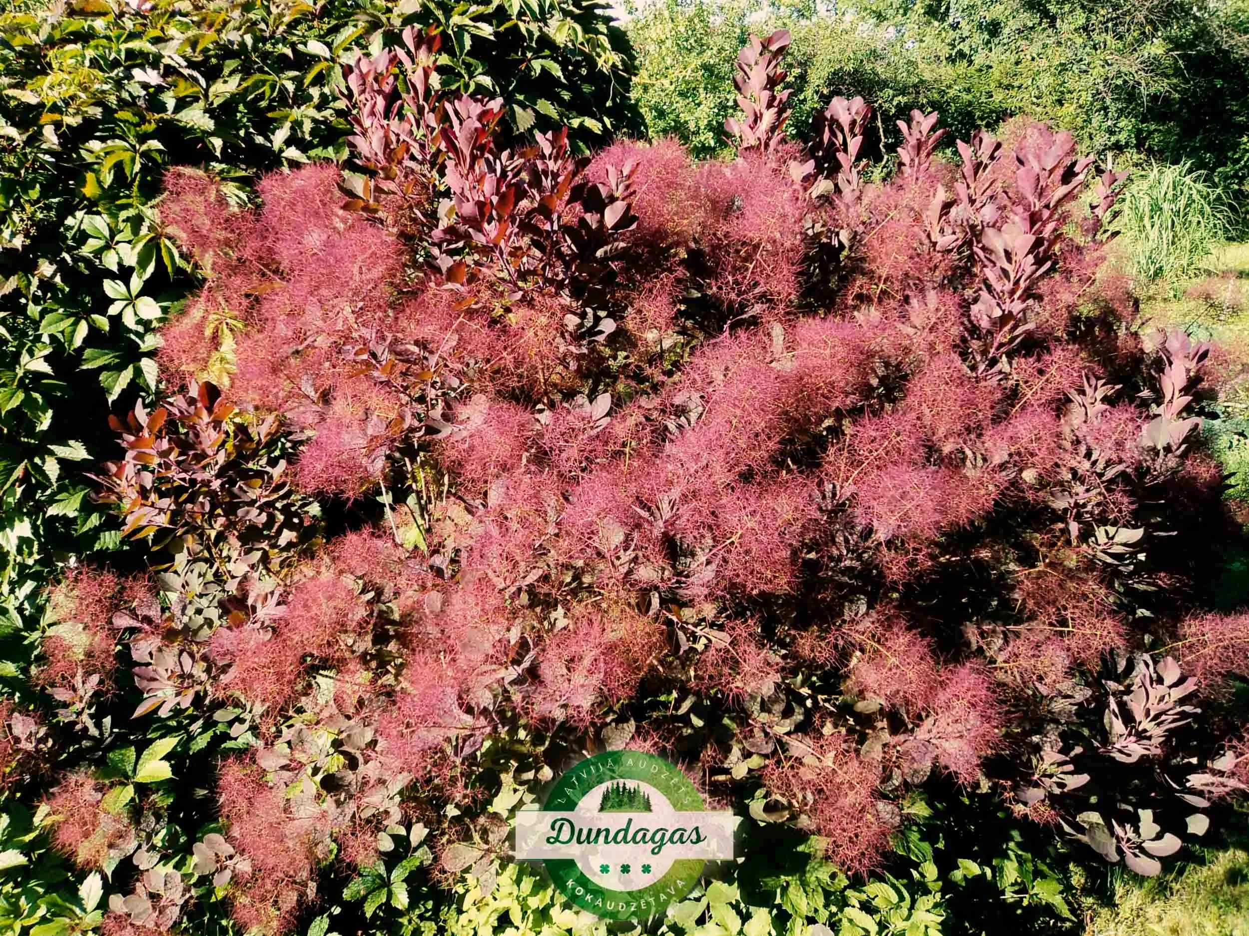 Cotinus_coggygria_Purpureus_2.jpg