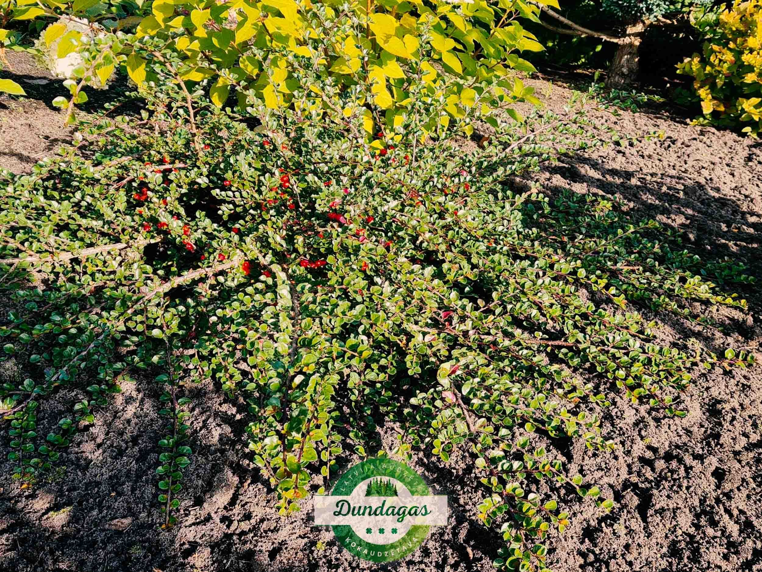 Cotoneaster_nanshan_1_1.jpg