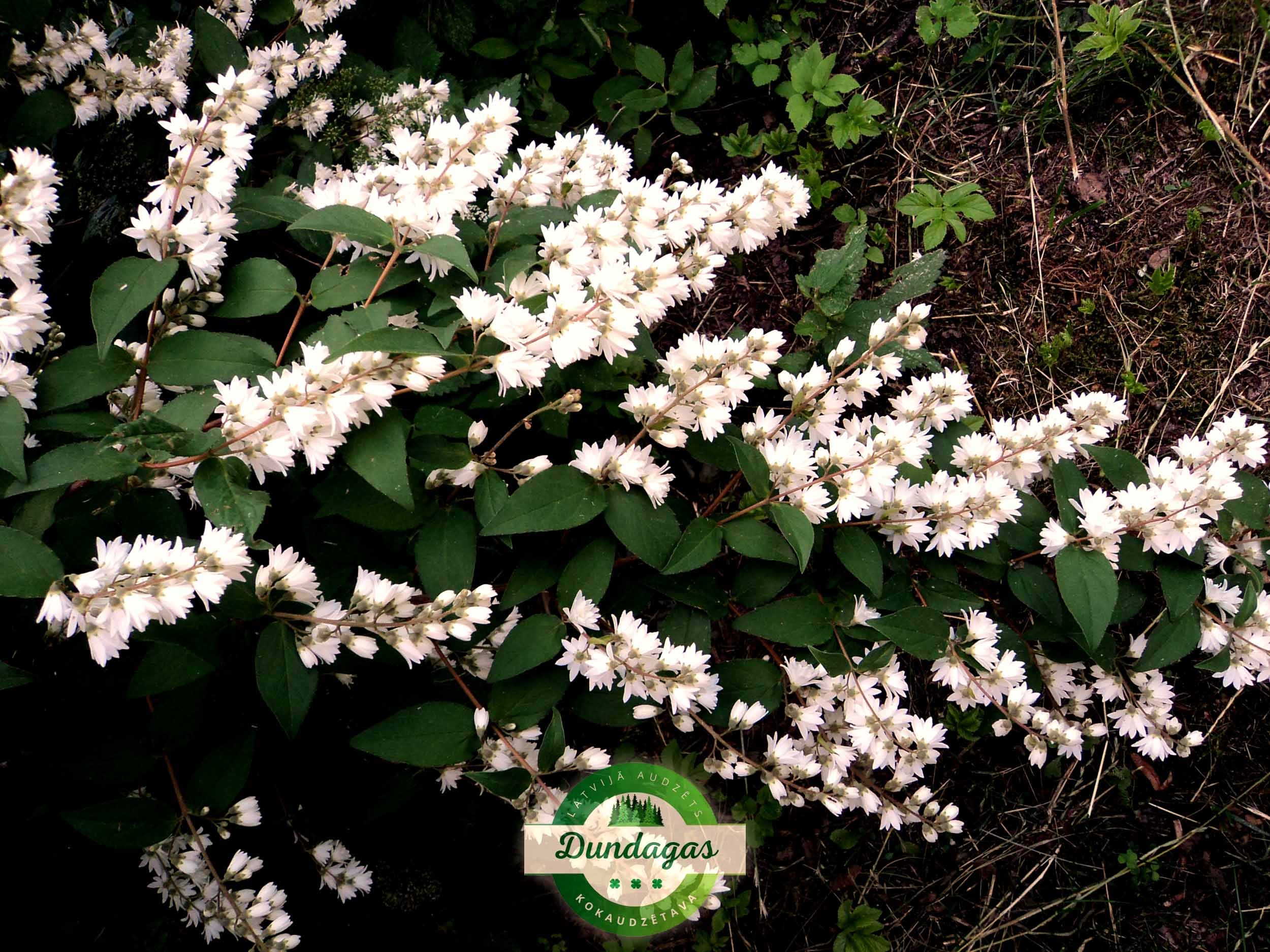 Deutzia_scabra_Candidissima_2.jpg