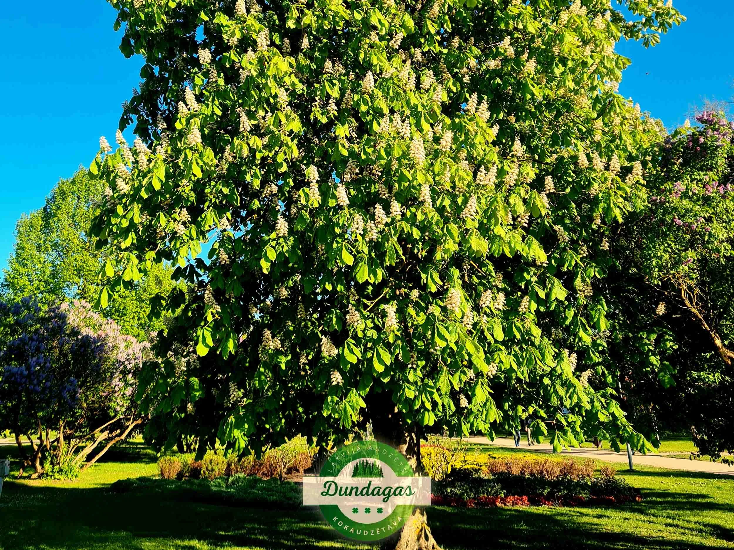 Aesculus_hippocastanum_1.jpg