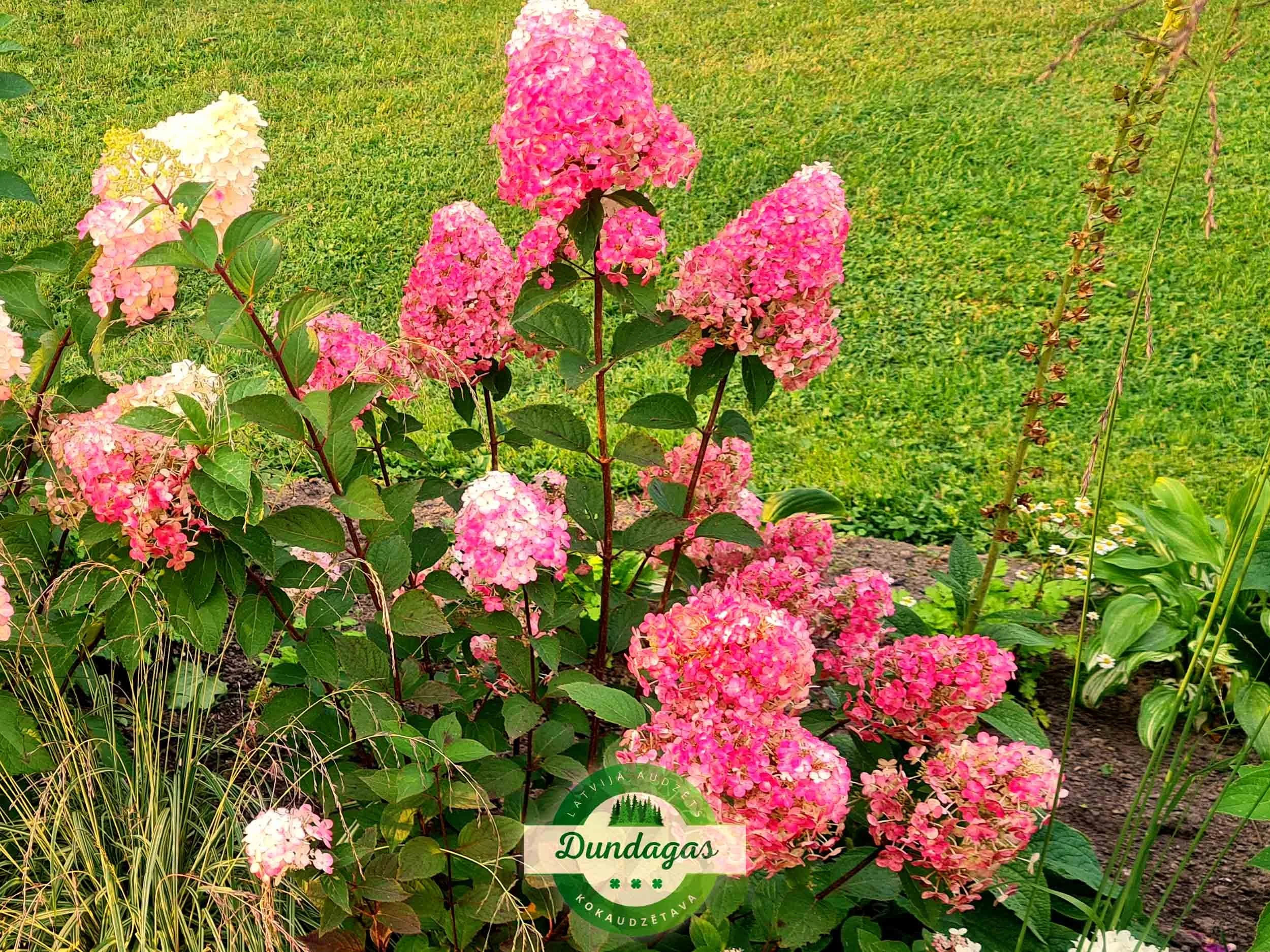 Hydrangea_paniculata_Framboisine_1.jpg