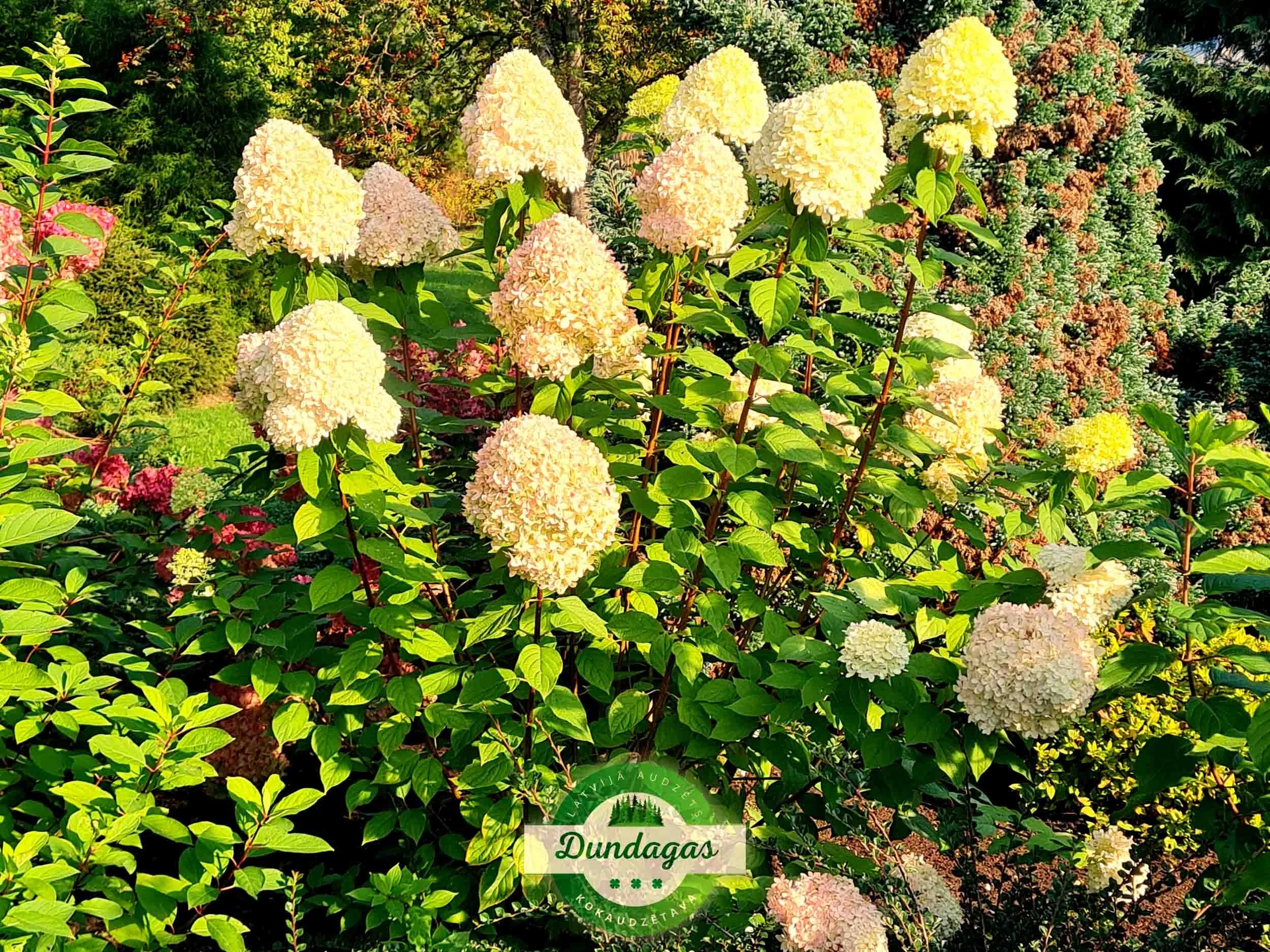 Hydrangea_paniculata_Limelight_1.jpg