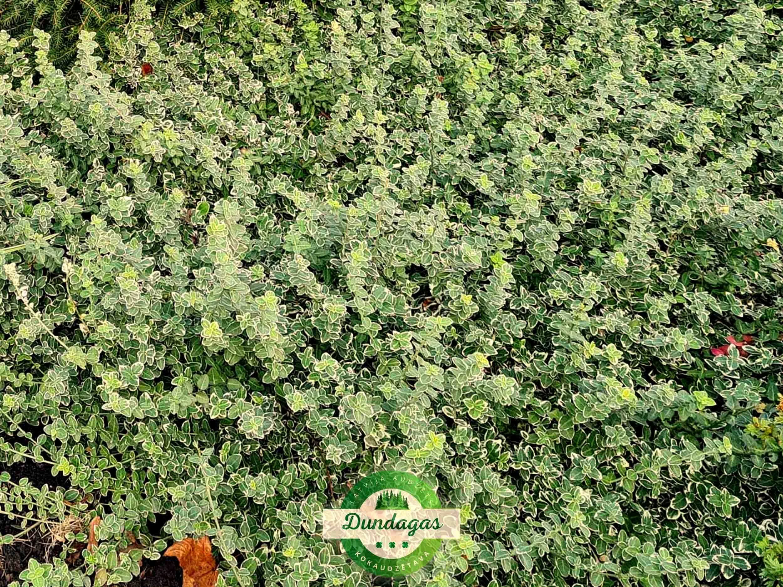 Euonymus_fortunei_Emerald_Gaiety_2.jpg