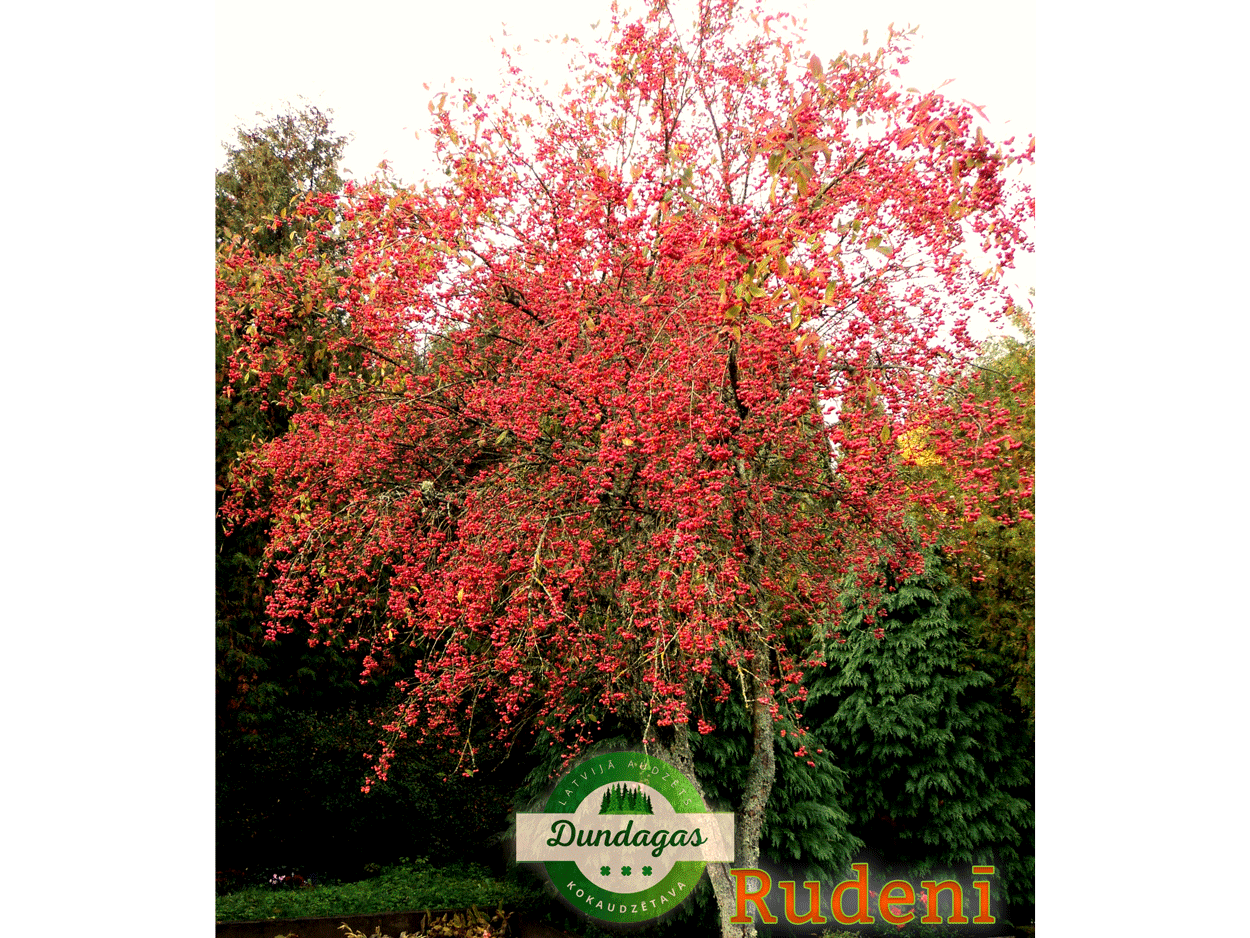 Euonymus_europaeus_rudeni_1.png