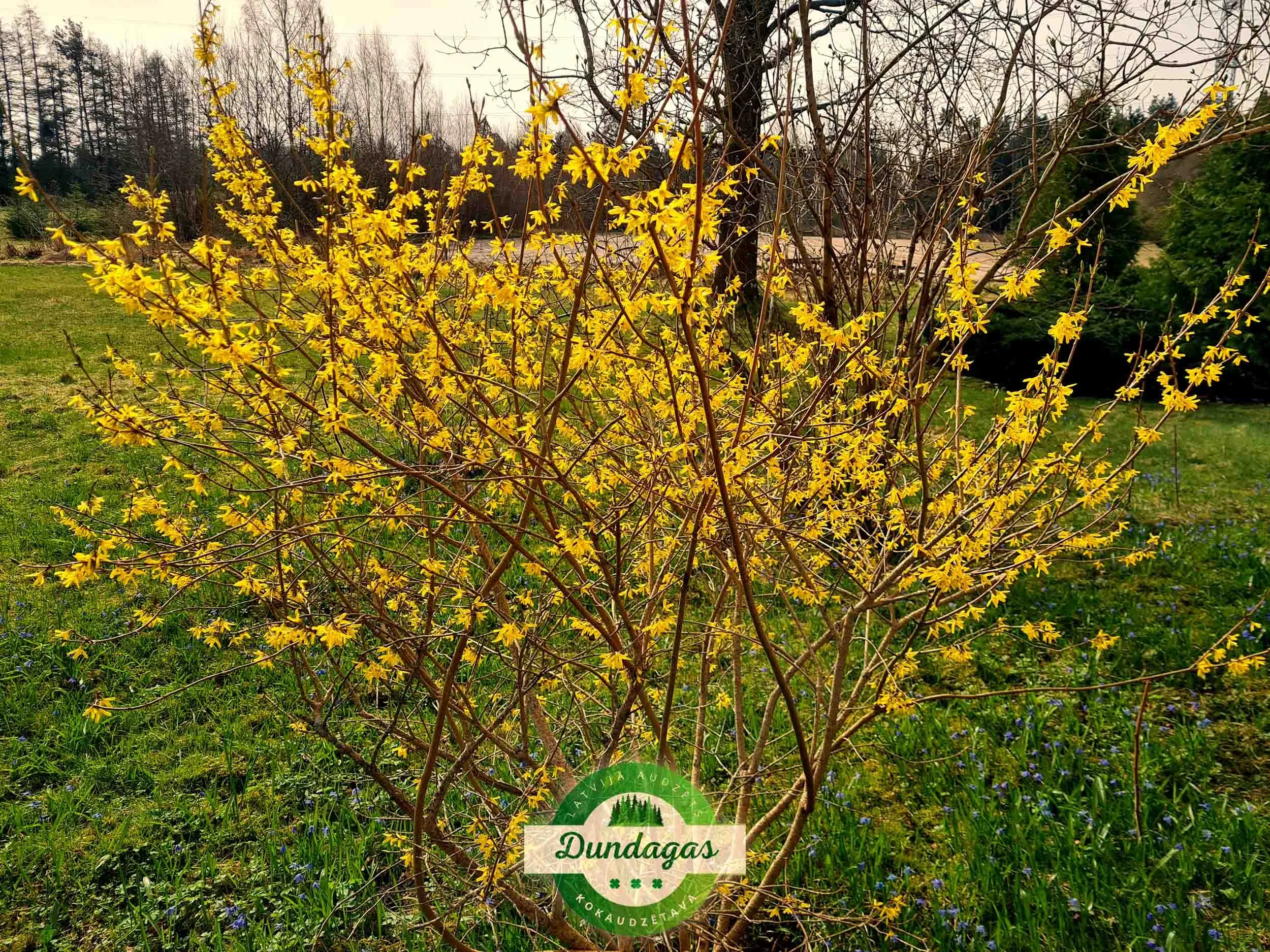 Forsythia_ovata_1.jpg