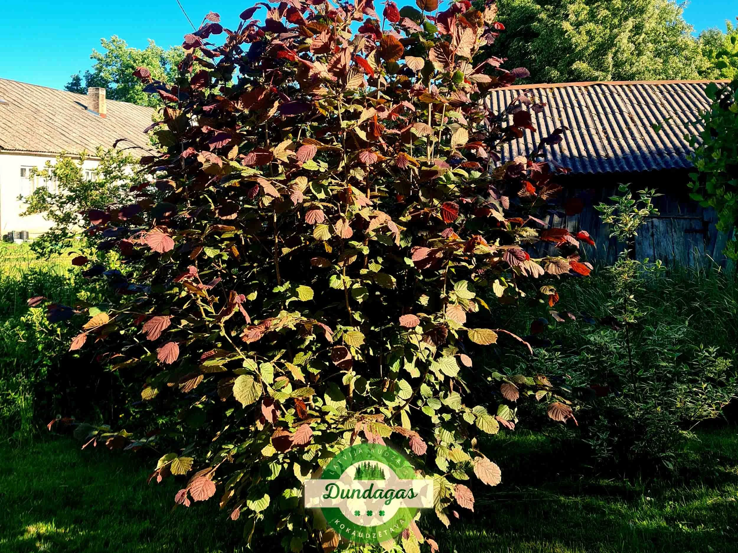 Corylus_avellana_Fuscorubra.jpg