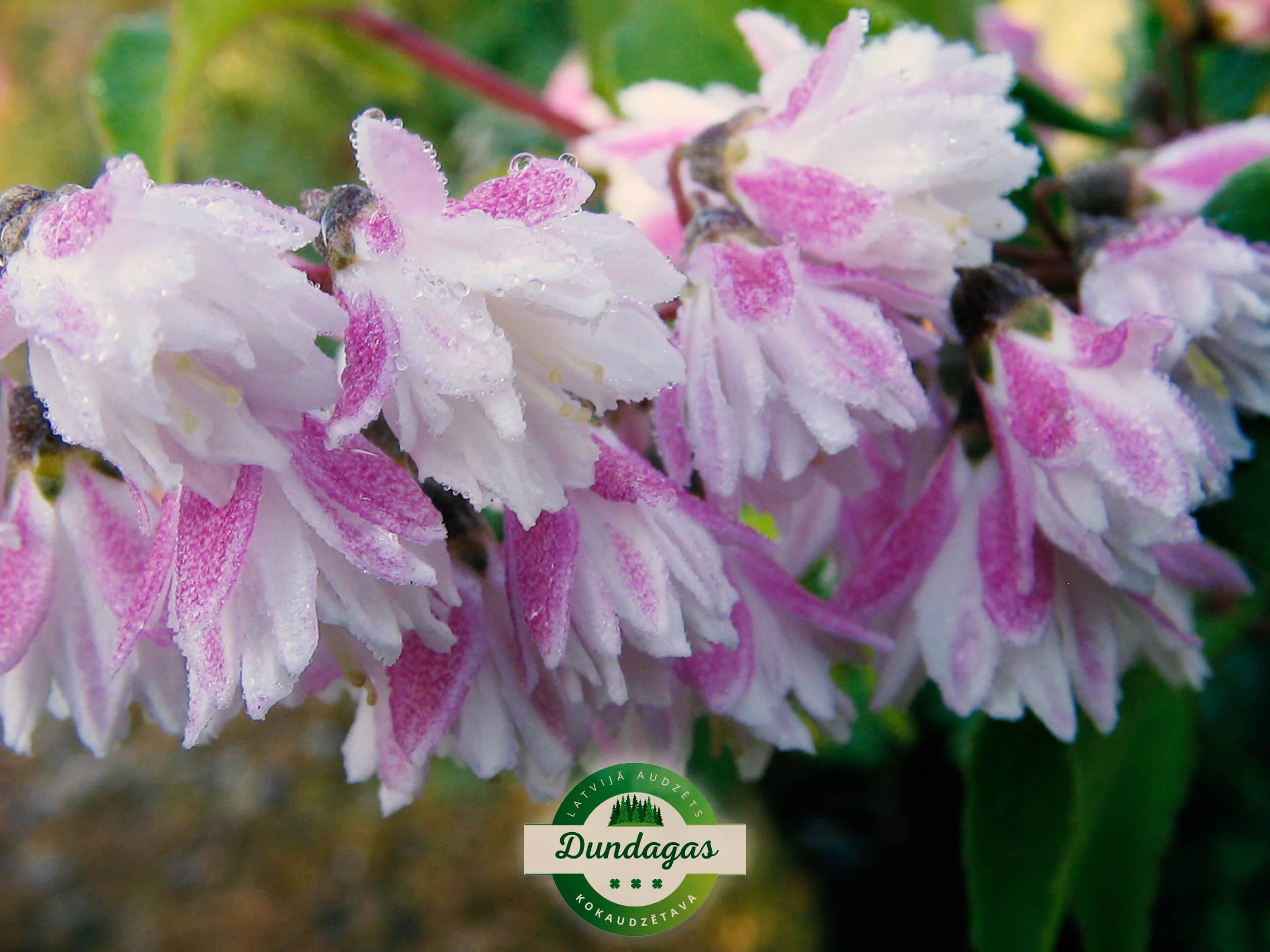 Deutzia_scabra_Plena_2.jpg