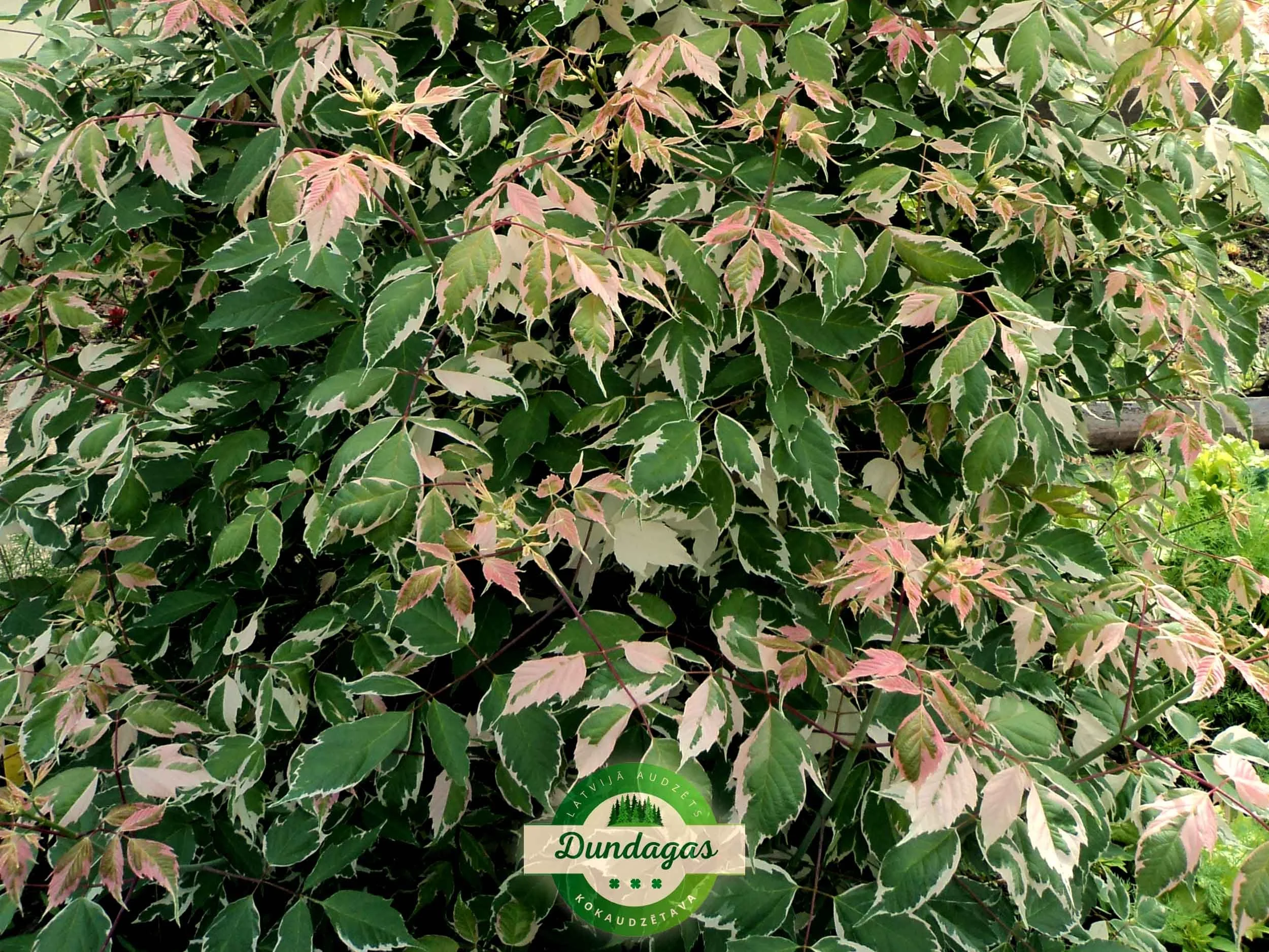 Acer_negundo_Flamingo.jpg