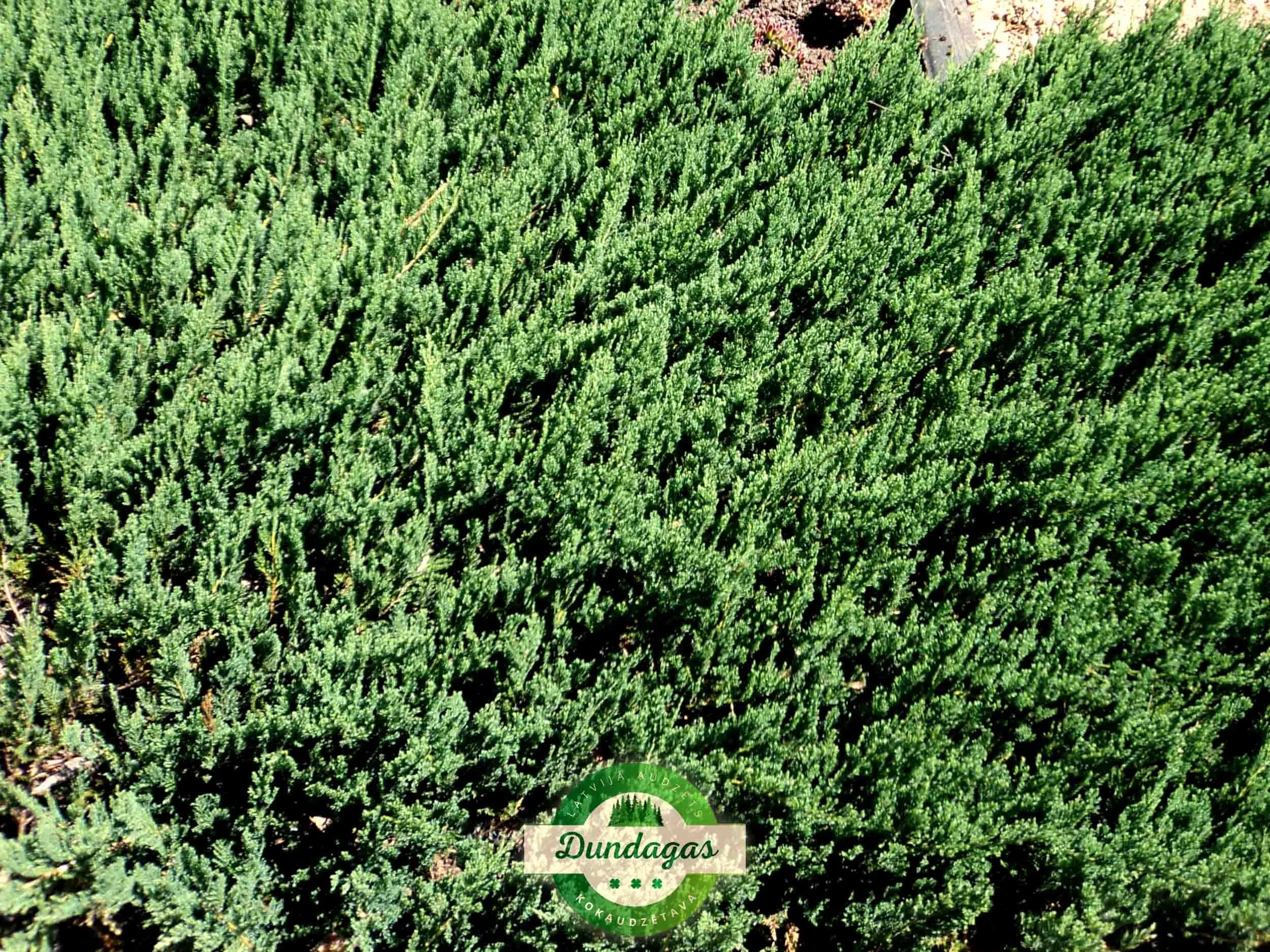 Juniperus_horizontalis_Blue_Moon_2.jpg