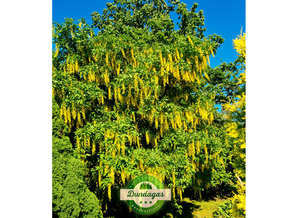 Laburnum_anagyroides_1.png
