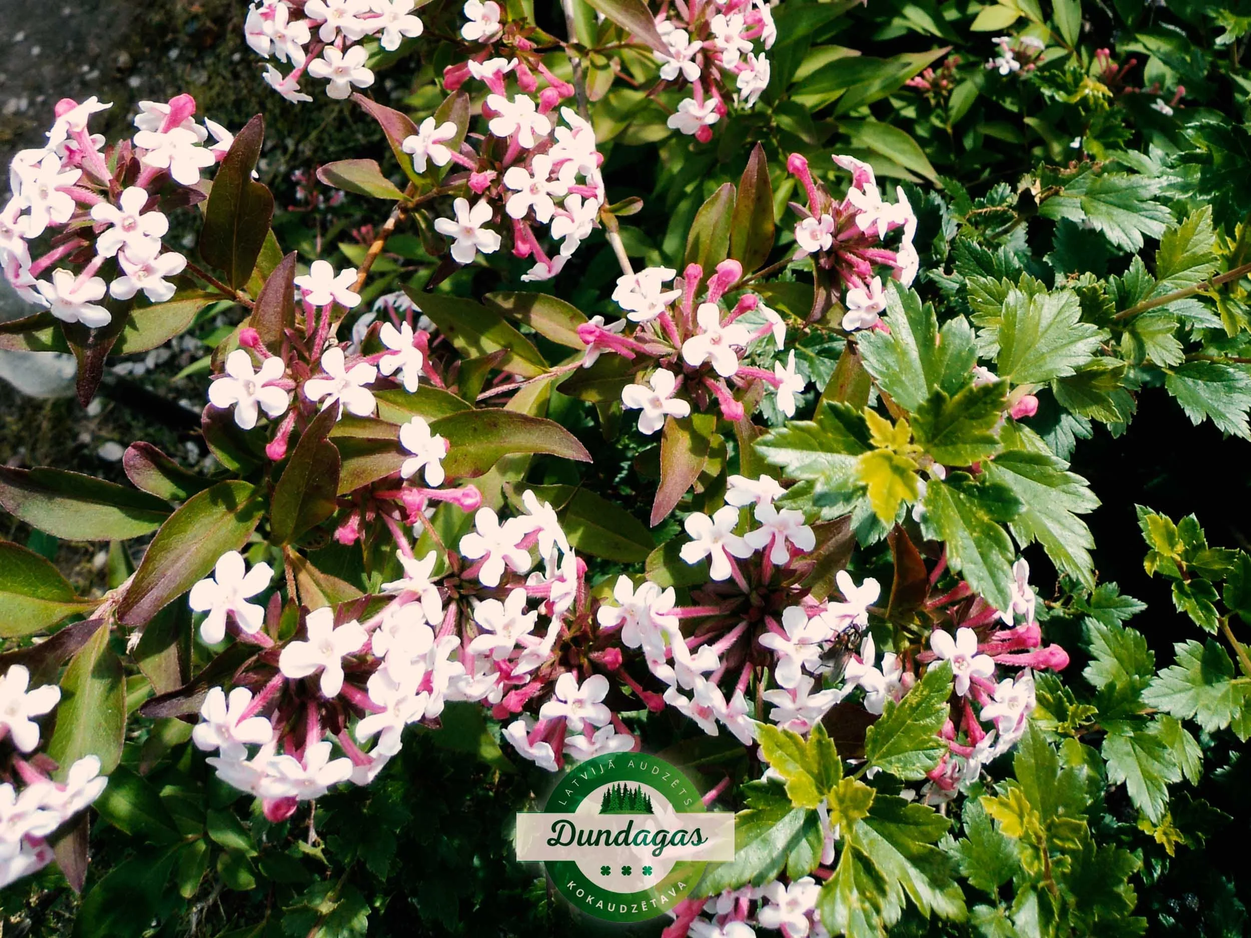 Abelia_mosanensis_2.JPG