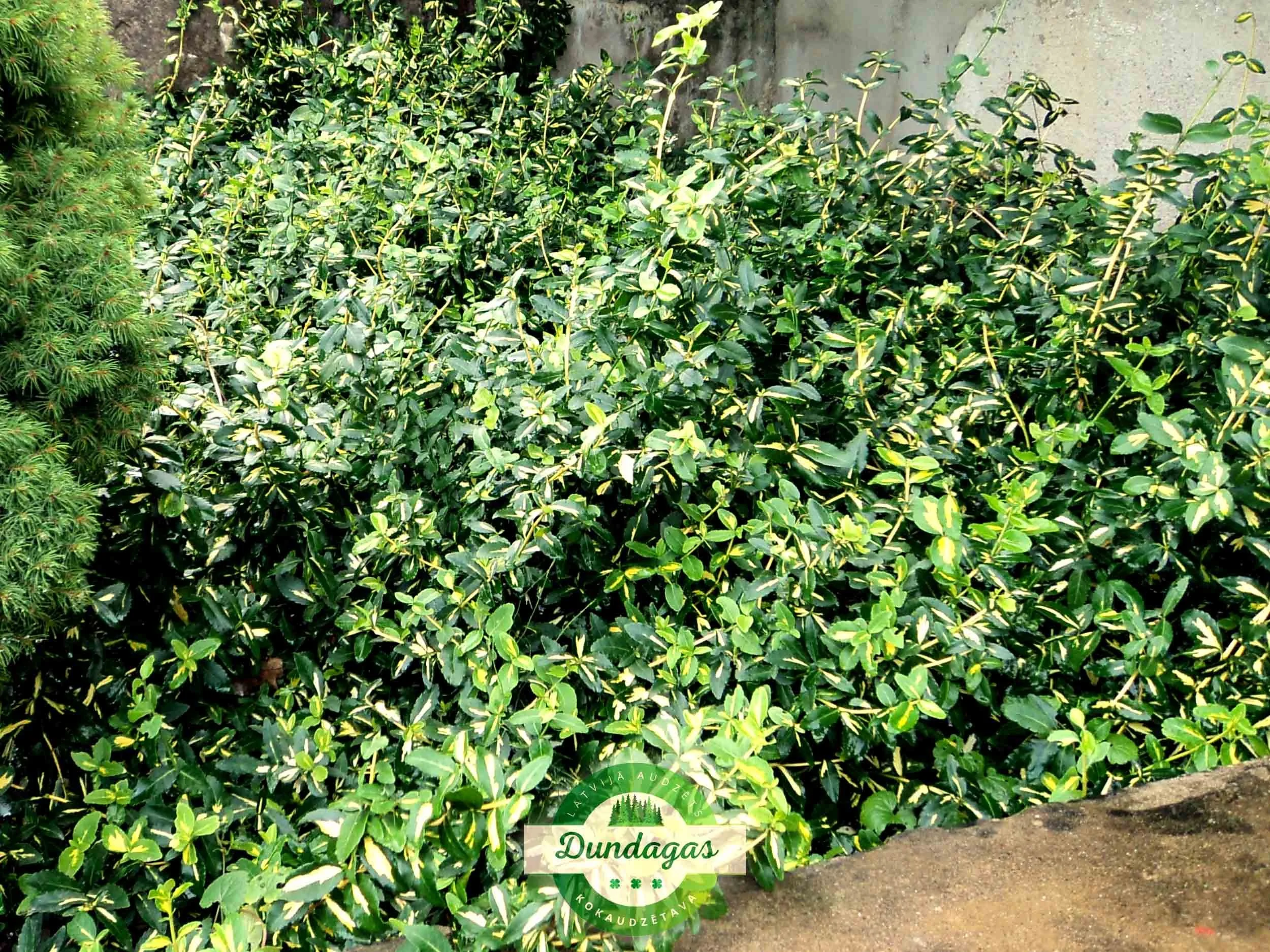 Euonymus_fortunei_Sunspot_1.jpg