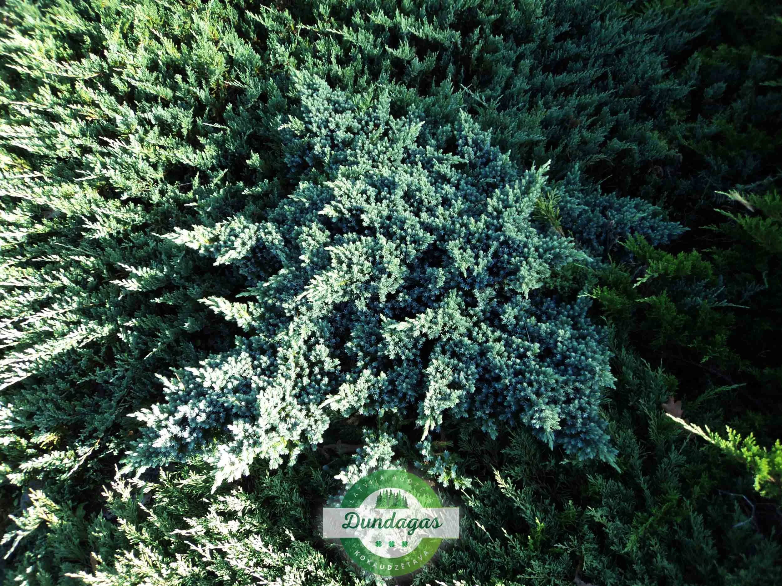 Juniperus_squamata_Blue_star_1.jpg