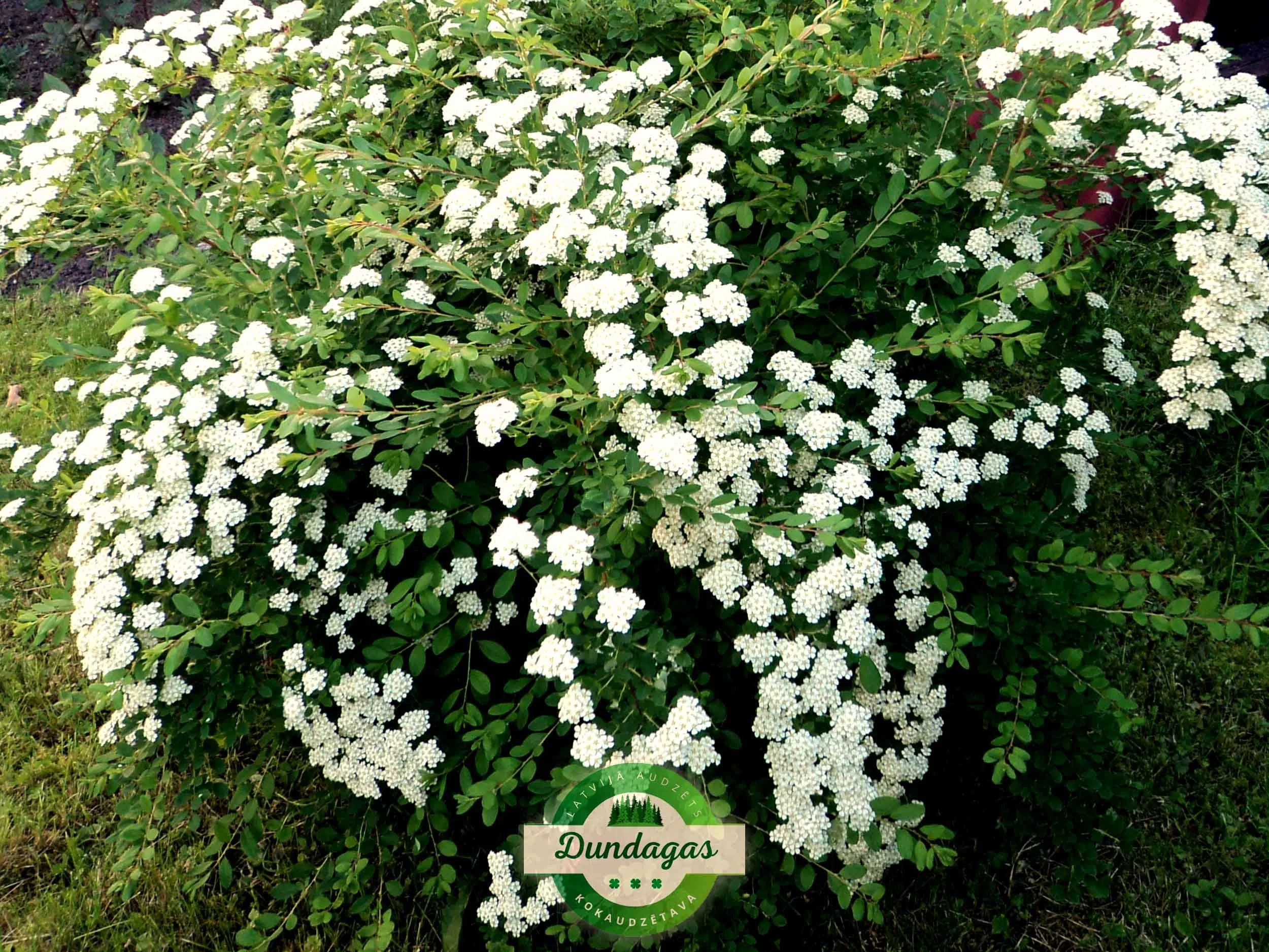 Spiraea_nipponica_Snowmound_1.jpg