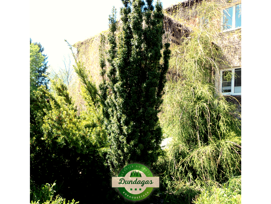 Taxus_media_Woitek.png
