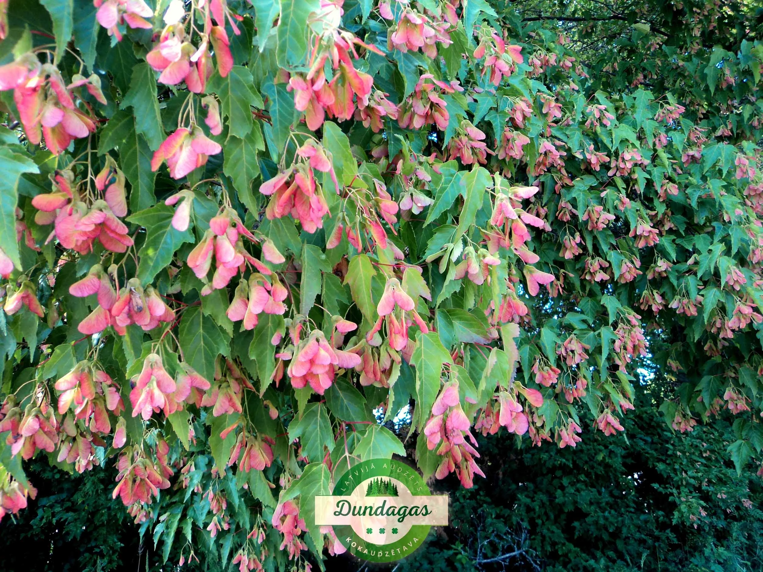 Acer_tataricum_1.JPG