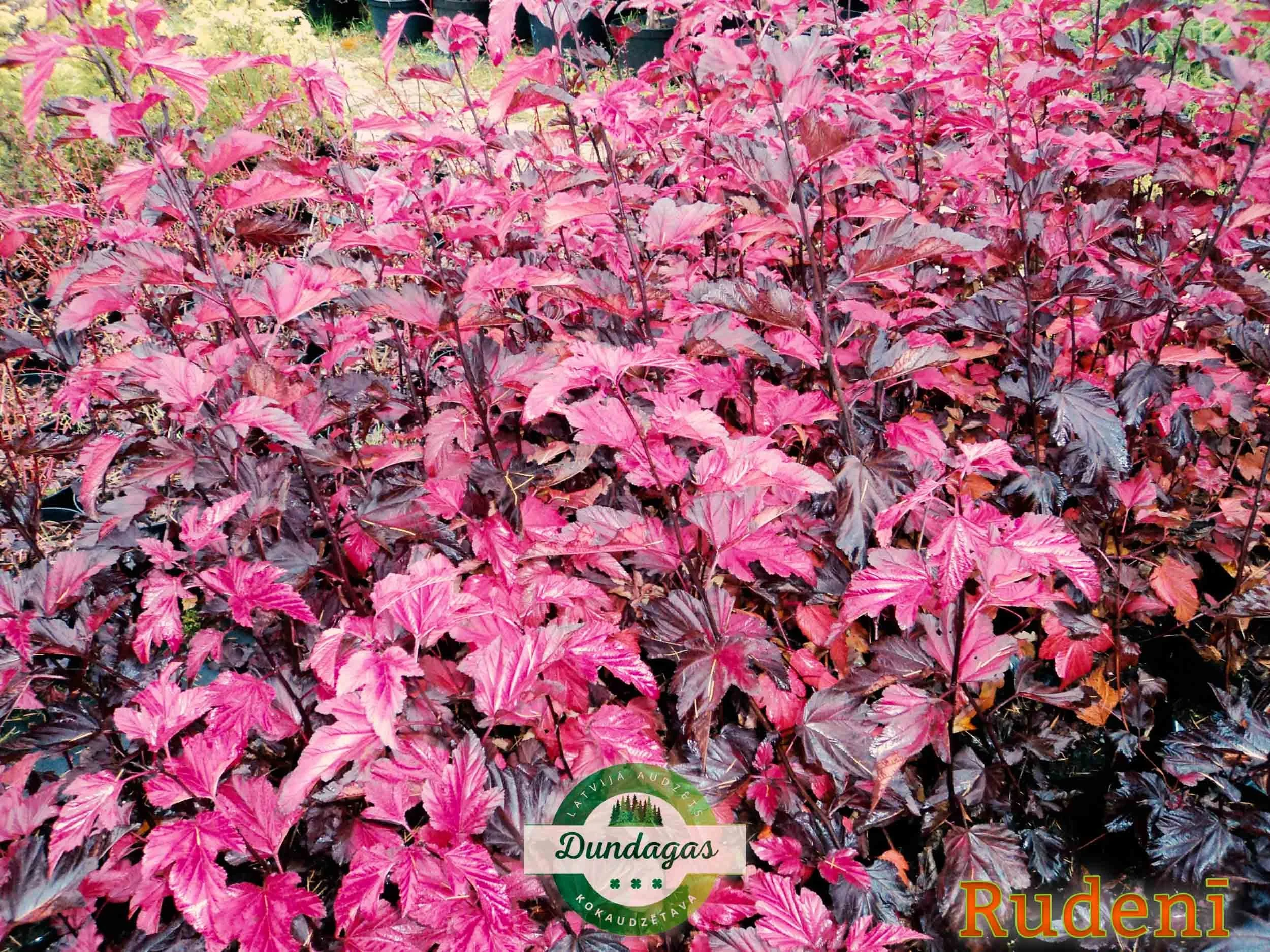 Physocarpus_opulifolius_Diable_Dor_rudeni.jpg