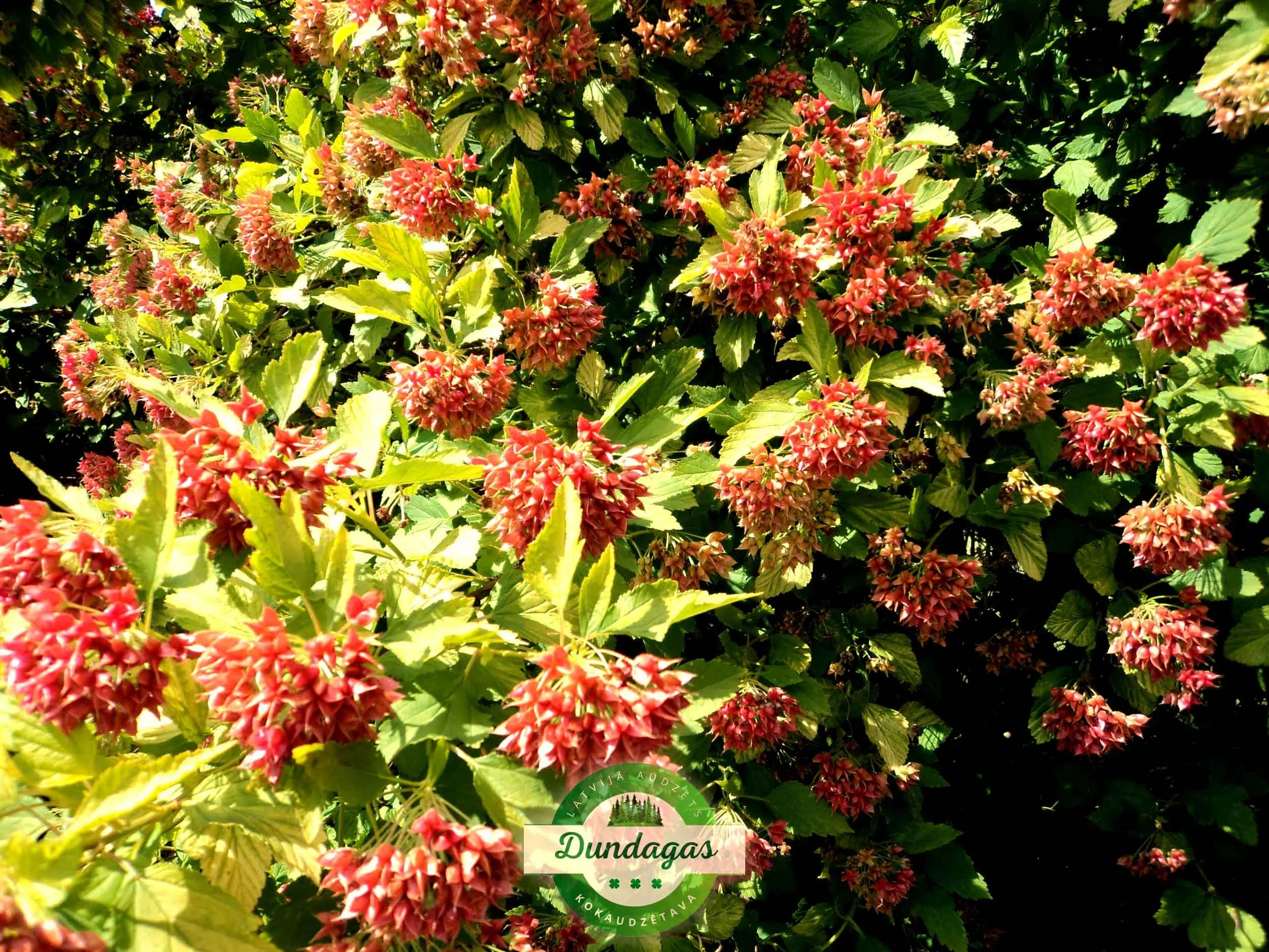 Physocarpus_opulifolius_Luteus_2.jpg