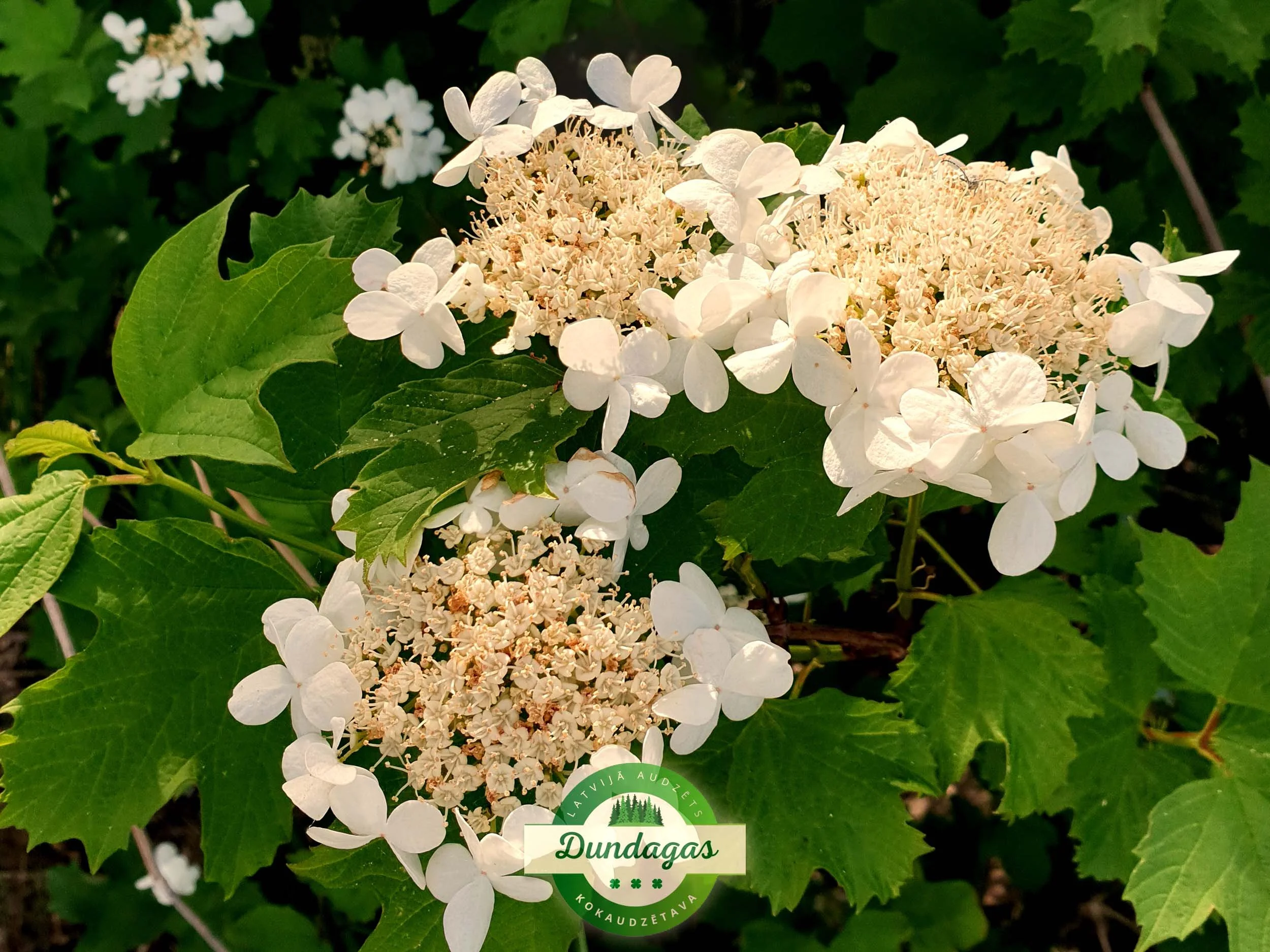 Viburnum_opulus_2.jpg