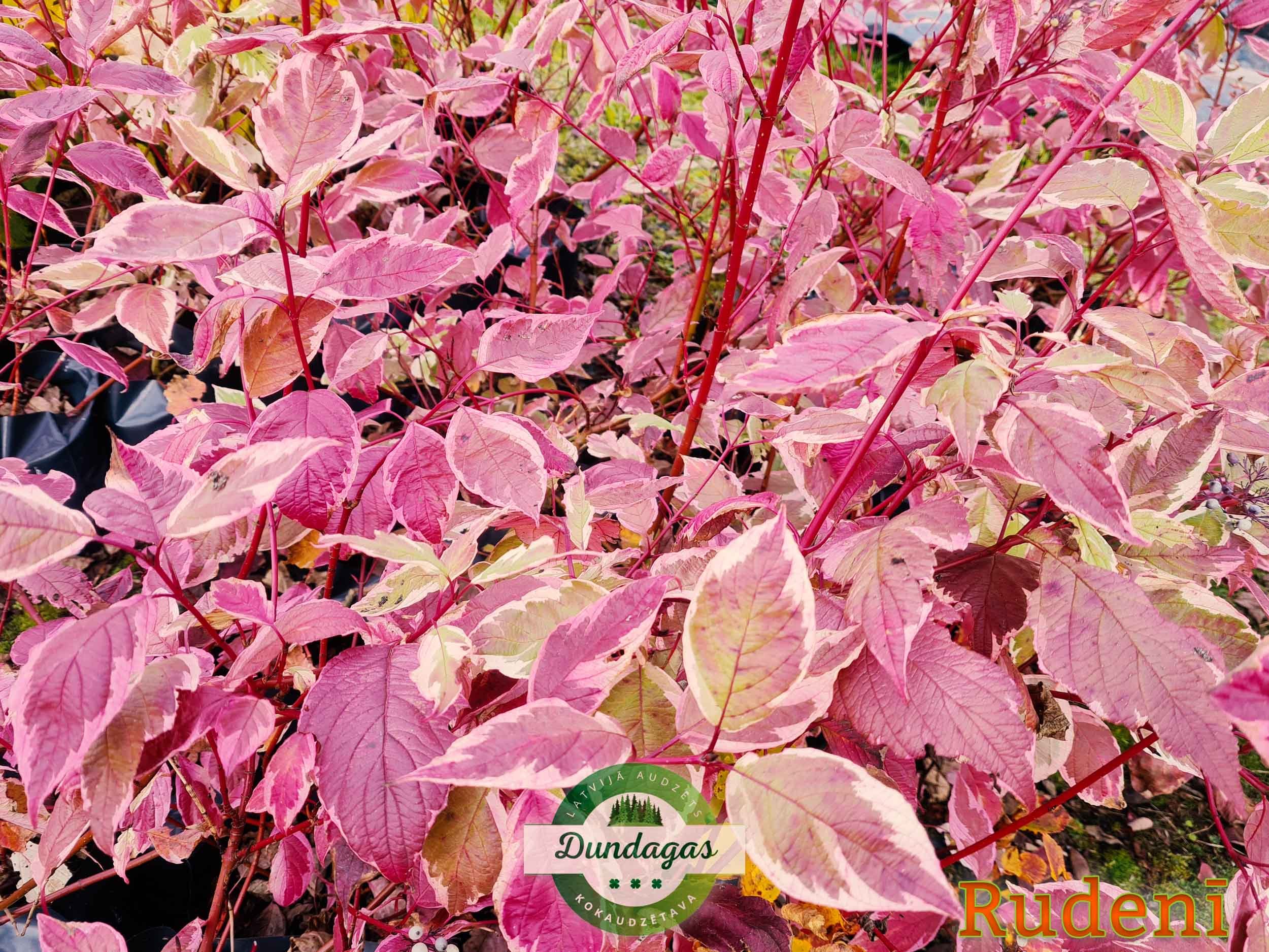 Cornus_alba_Elegantissima_rudeni.jpg