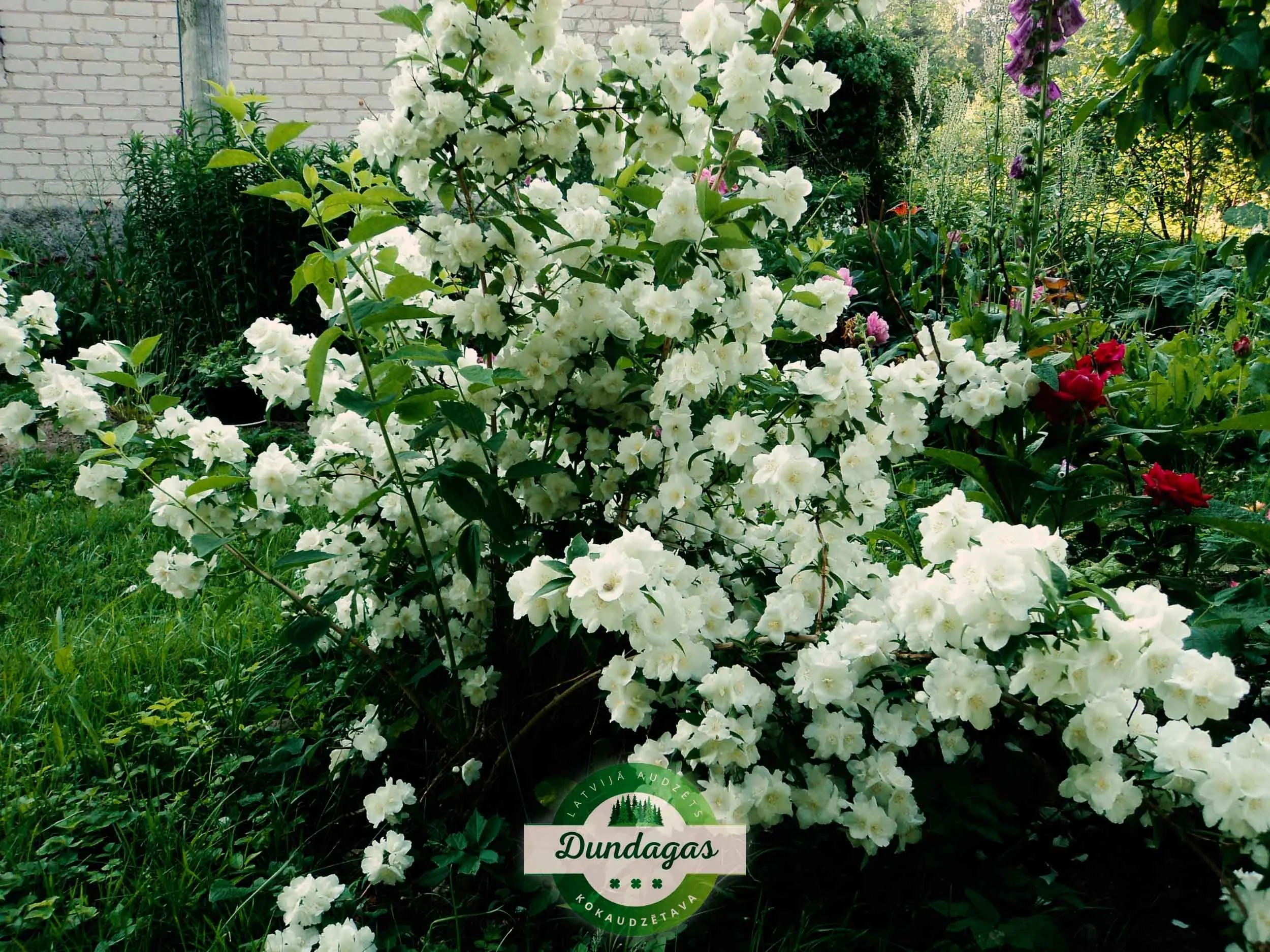 Philadelphus_Bouquet_Blanc.jpg