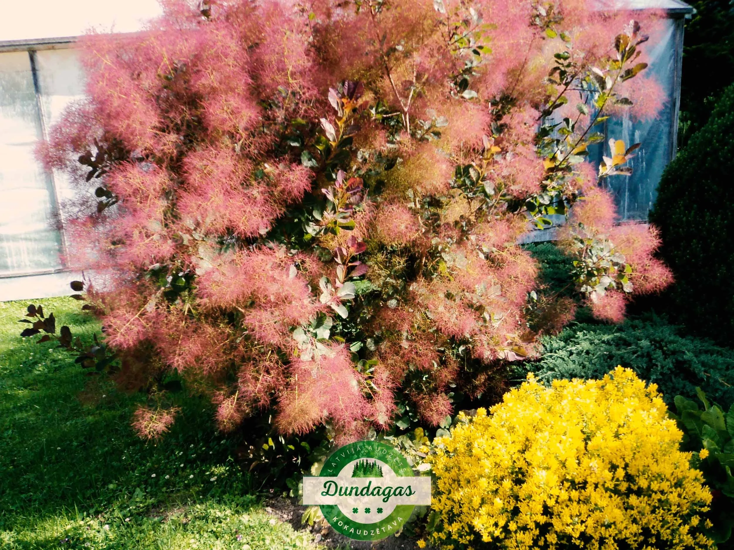 Cotinus_coggygria_Purpureus_1.jpg