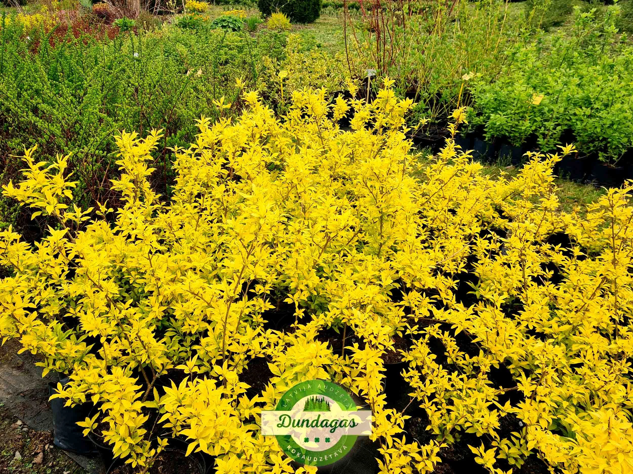 Forsythia_Golden_Time_2.jpg