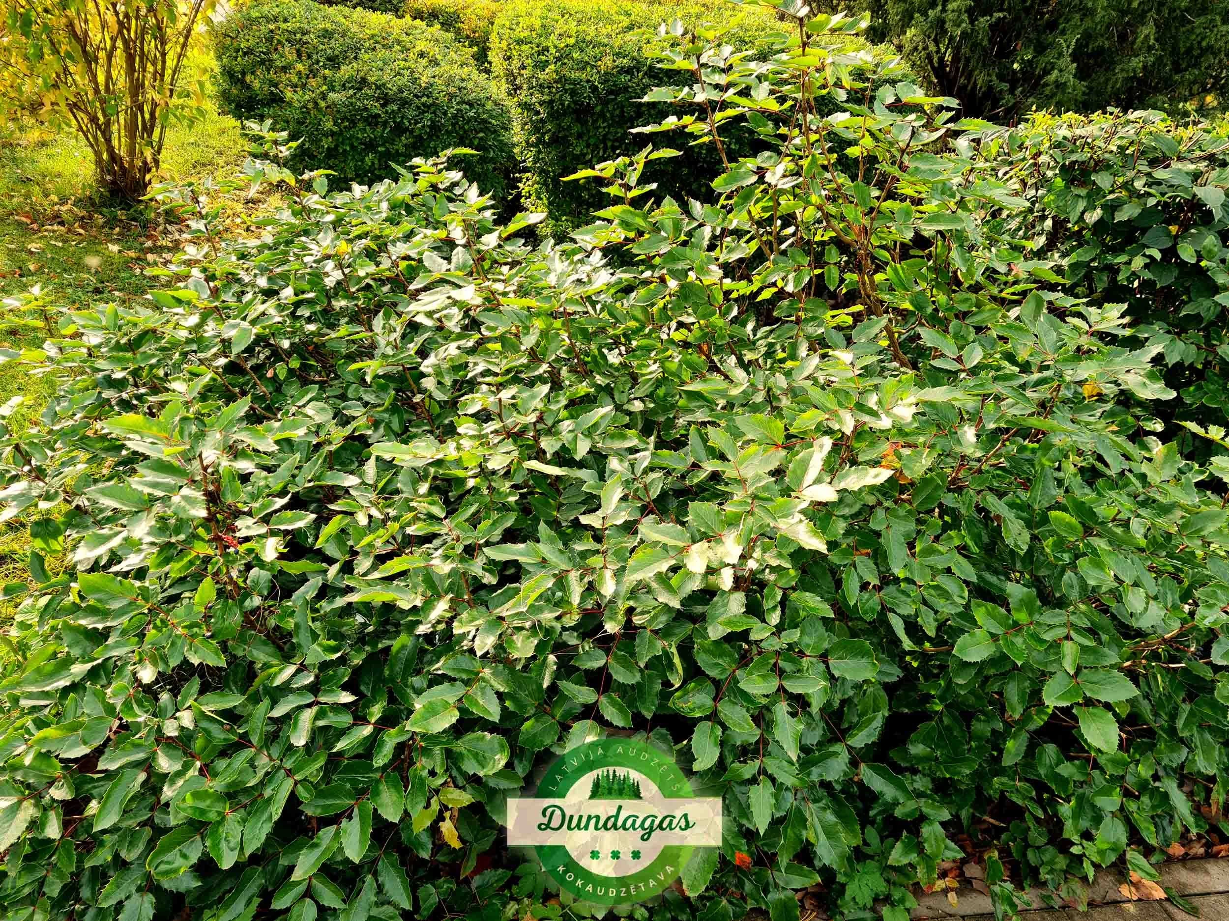 Mahonia_aquafolium_1.jpg