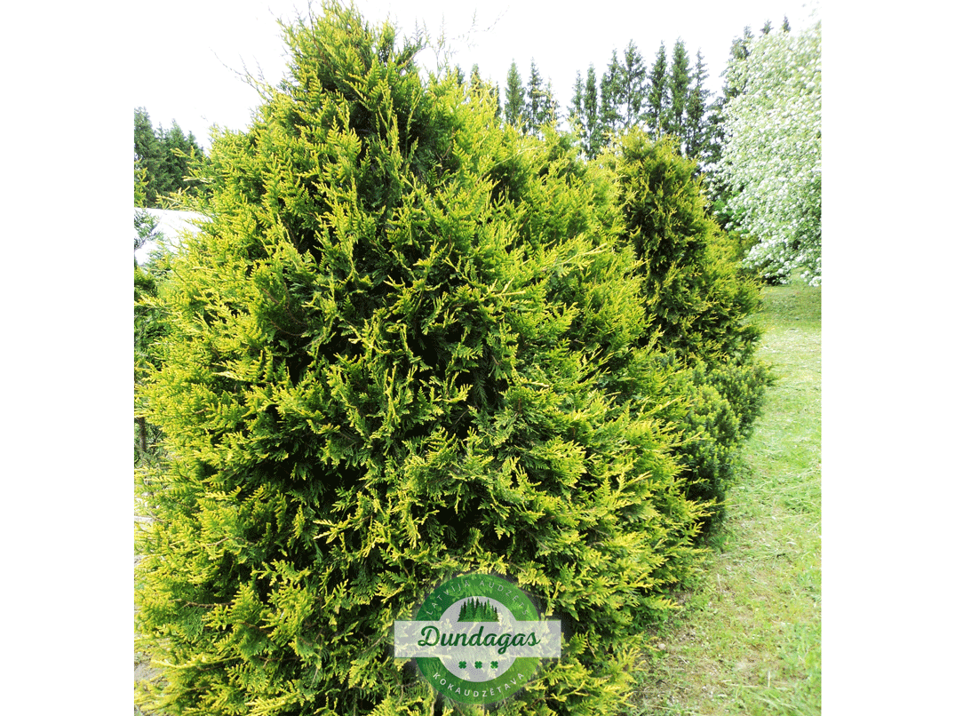 Thuja_occidentalis_Semperaurea_1.png