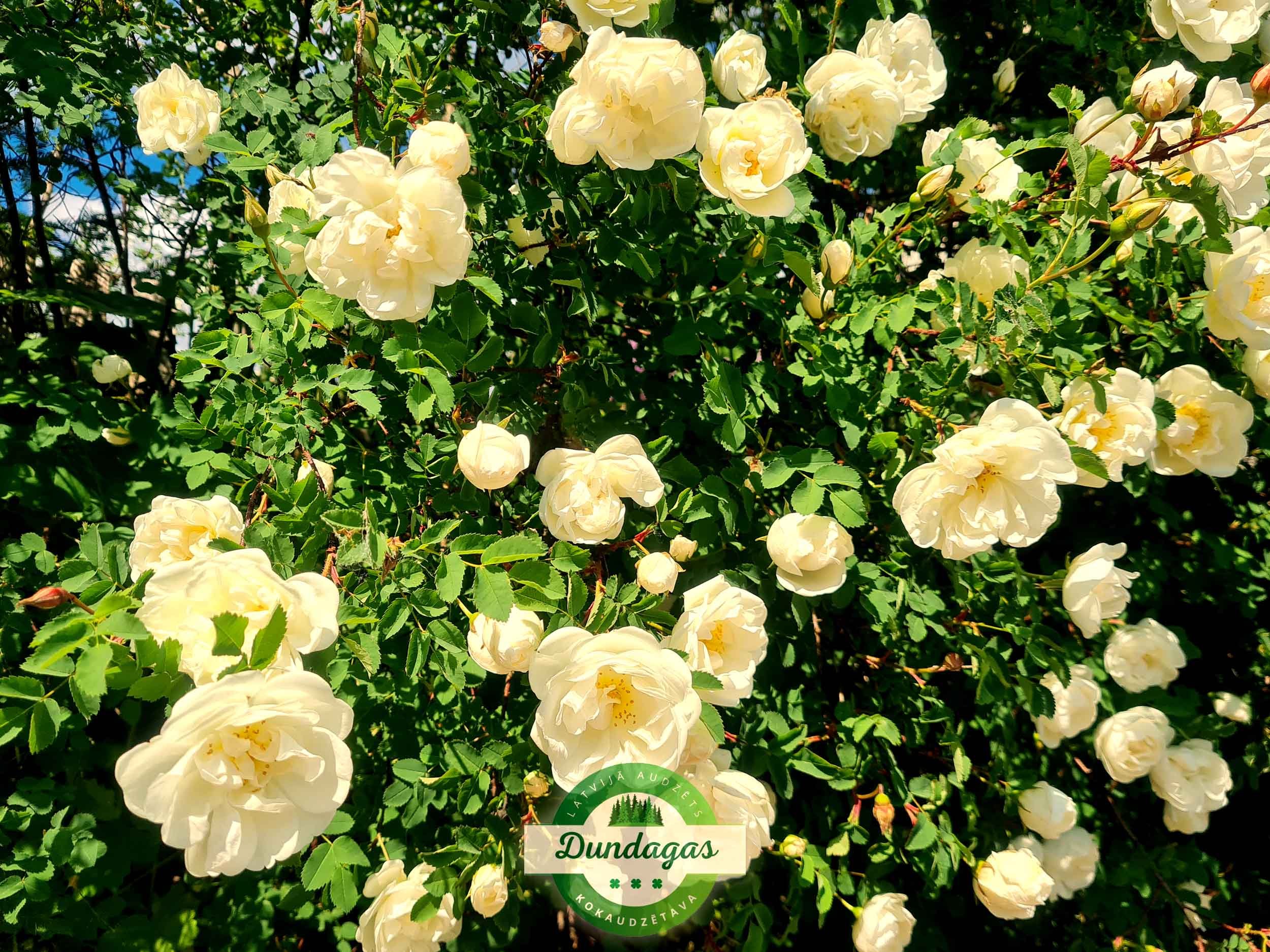 Rosa_pimpinellifolia_1.jpg