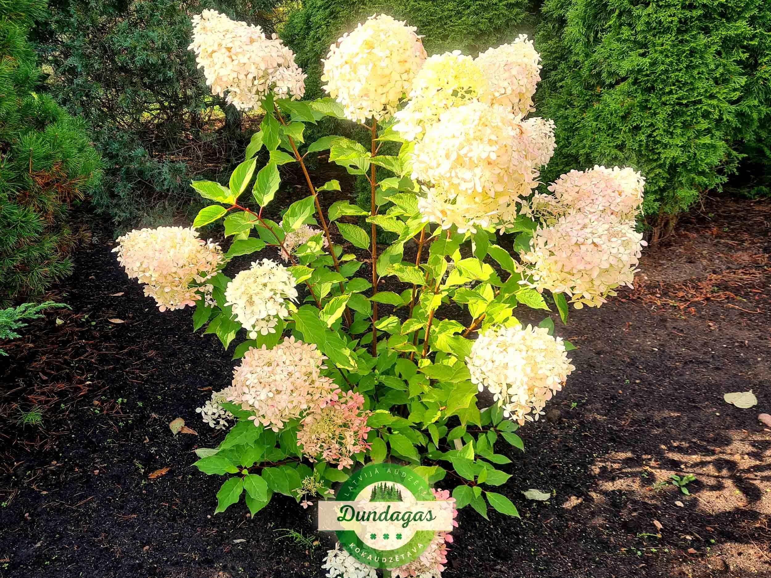 Hydrangea_paniculata_Phantom.jpg
