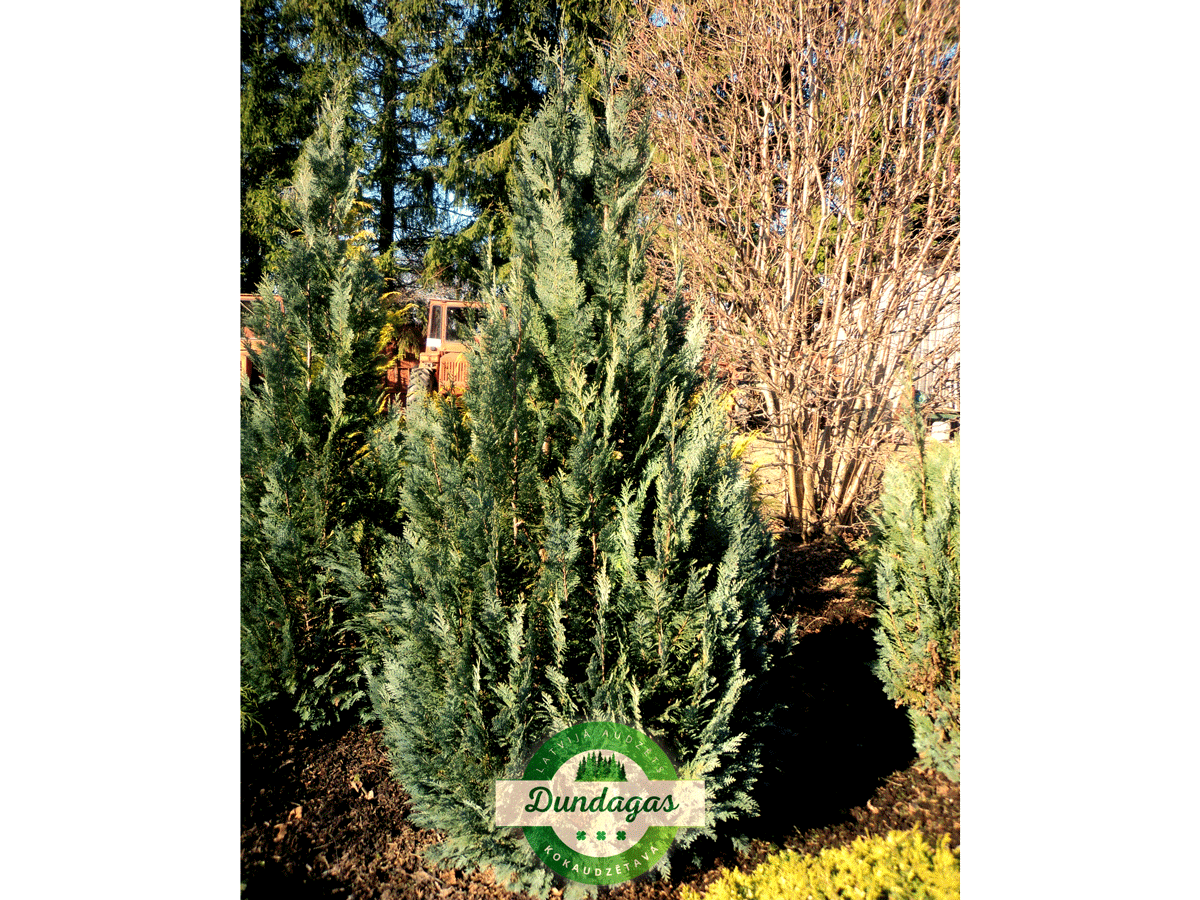 Chamaecyparis_lawsoniana_Darts_Blue_Ribbon.png